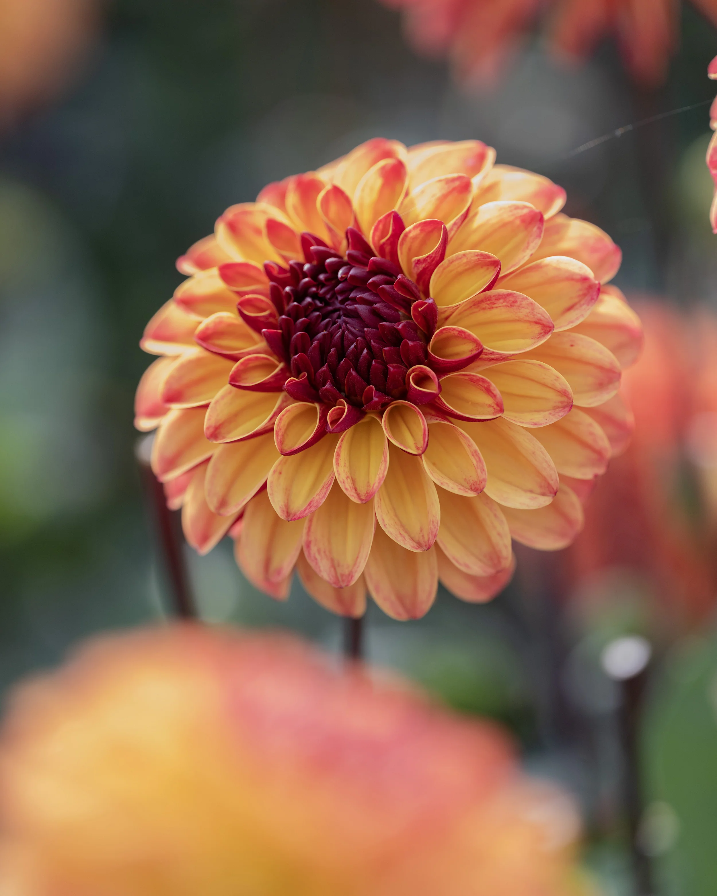 Dahlia 'Ding a Dong' - Image 9