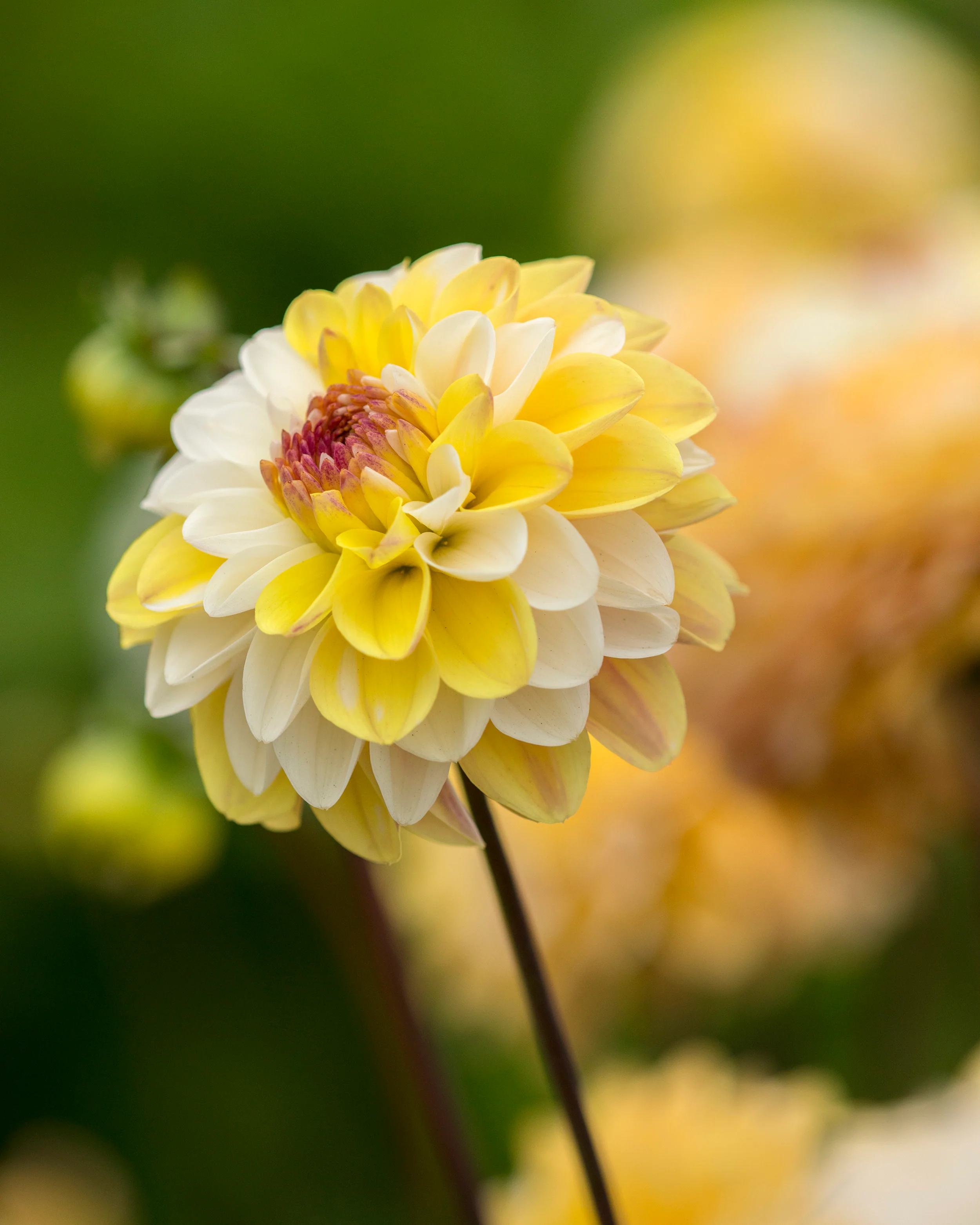Dahlia 'Double Jill' - Image 3