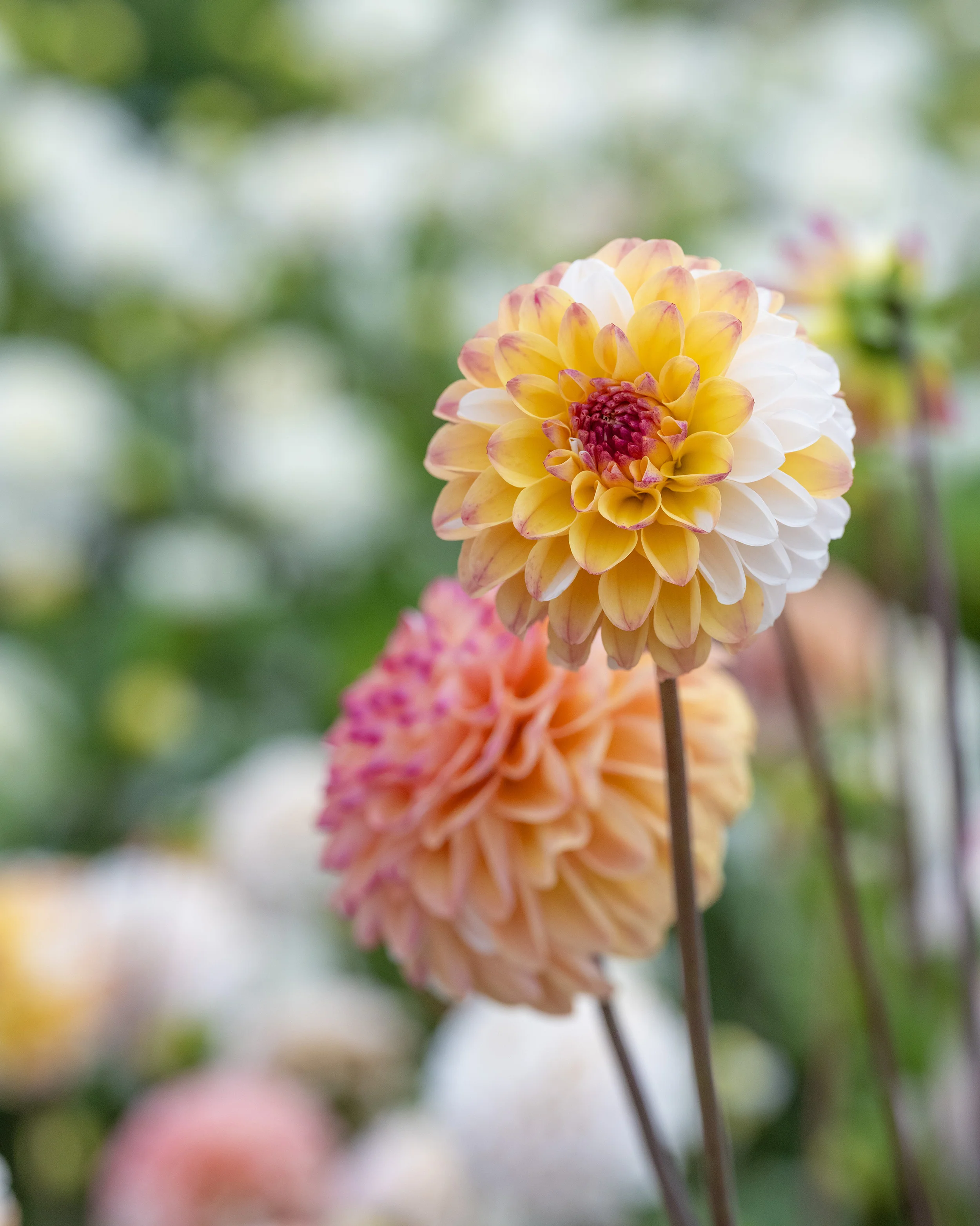 Dahlia 'Double Jill' - Image 4