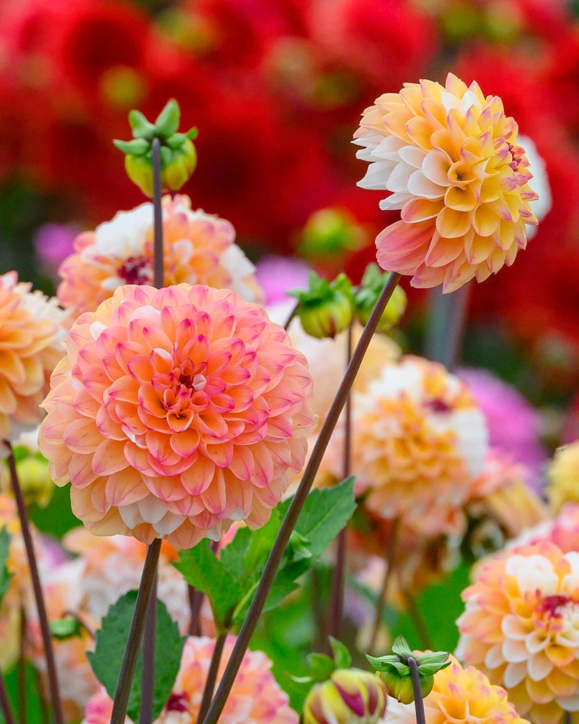 Dahlia 'Double Jill' - Image 5
