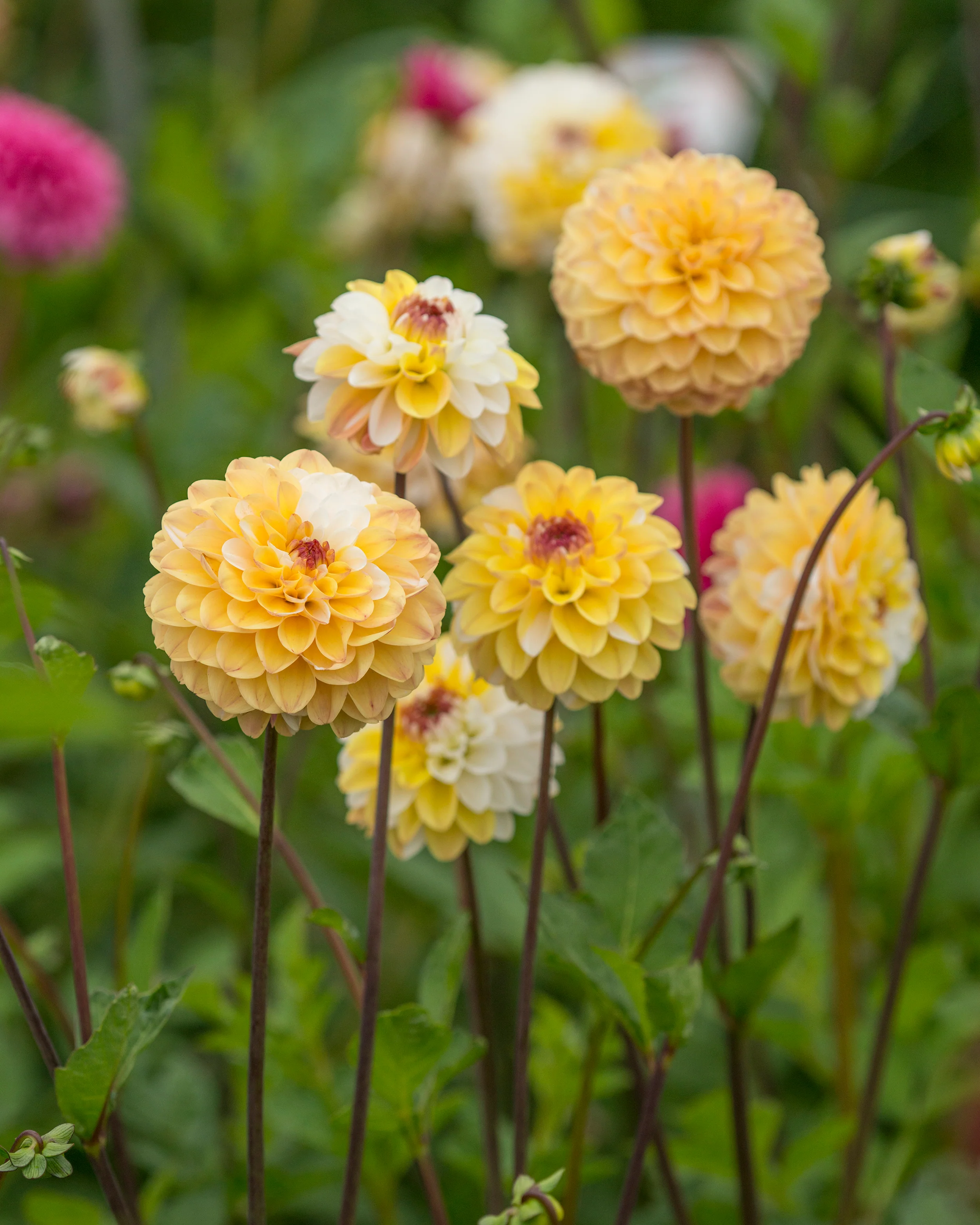 Dahlia 'Double Jill' - Image 6