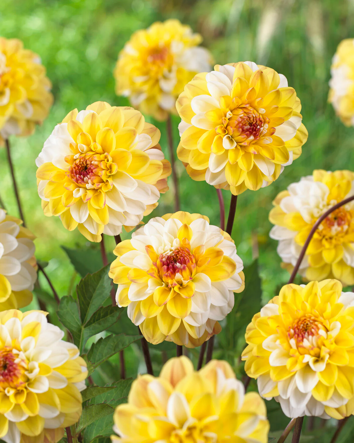 Dahlia 'Double Jill' - Image 8