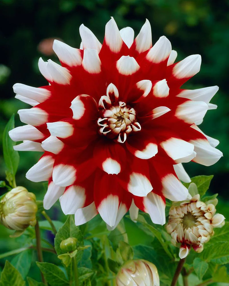 Dahlia 'Duet' - Image 3