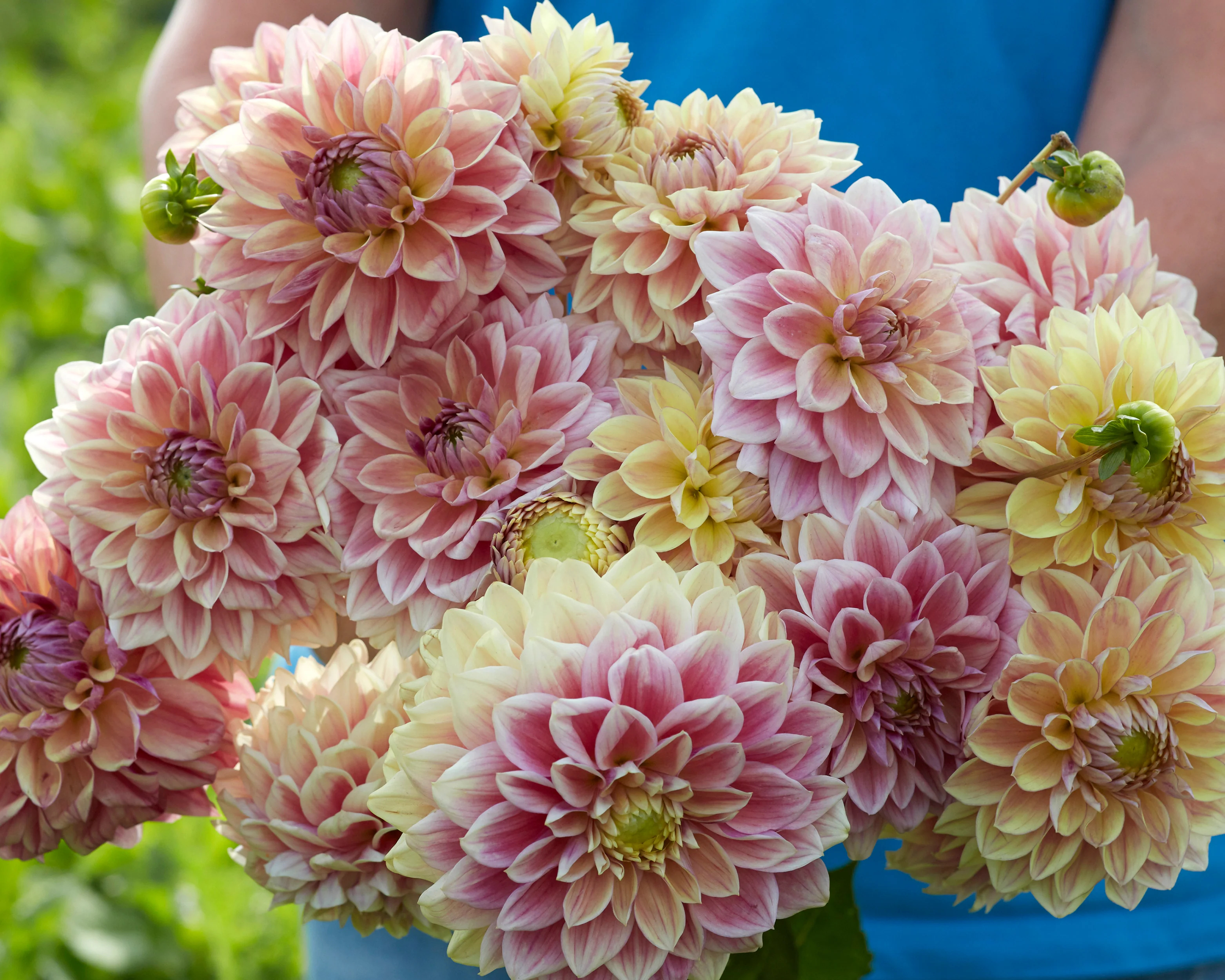 Dahlia 'Dusty Beauty' - Image 3