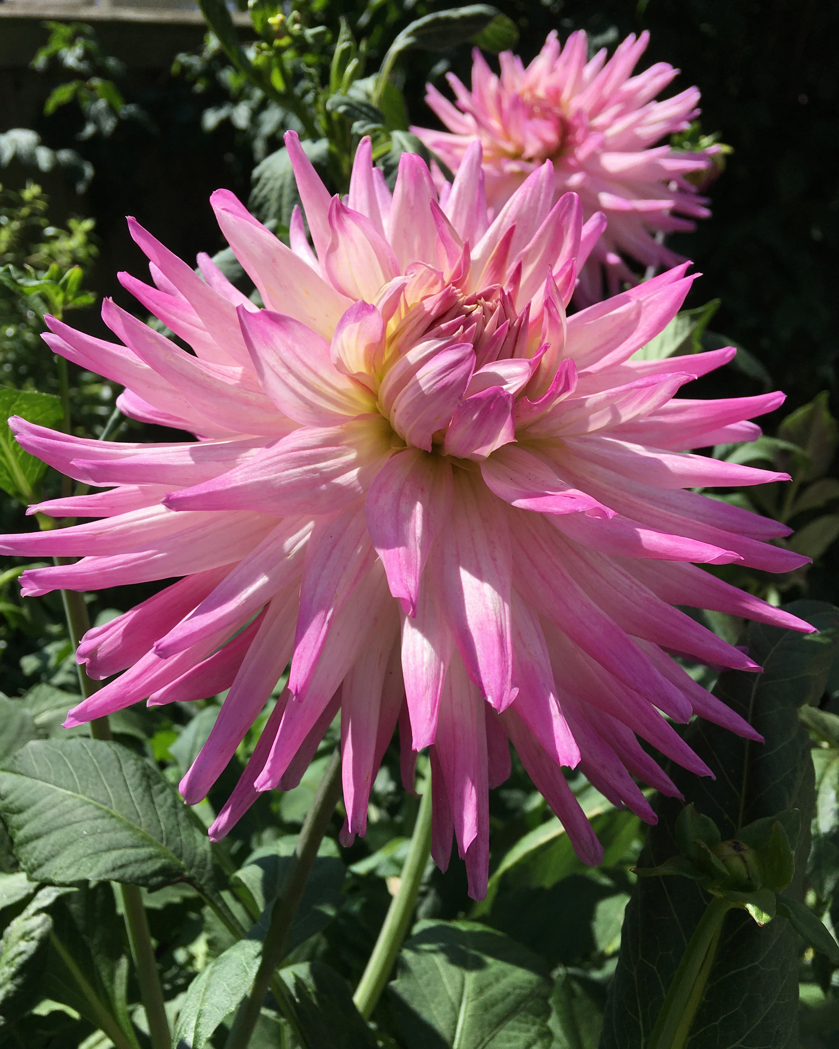 Dahlia 'Dutch Explosion' - Image 3