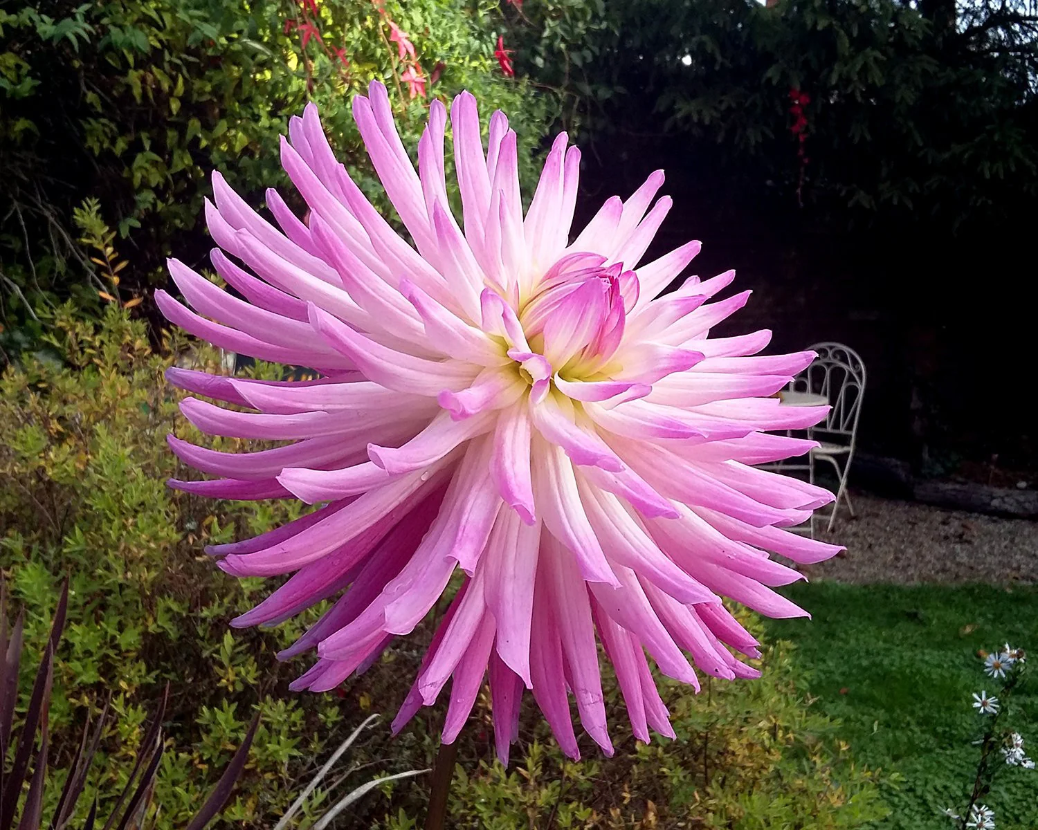 Dahlia 'Dutch Explosion' - Image 5