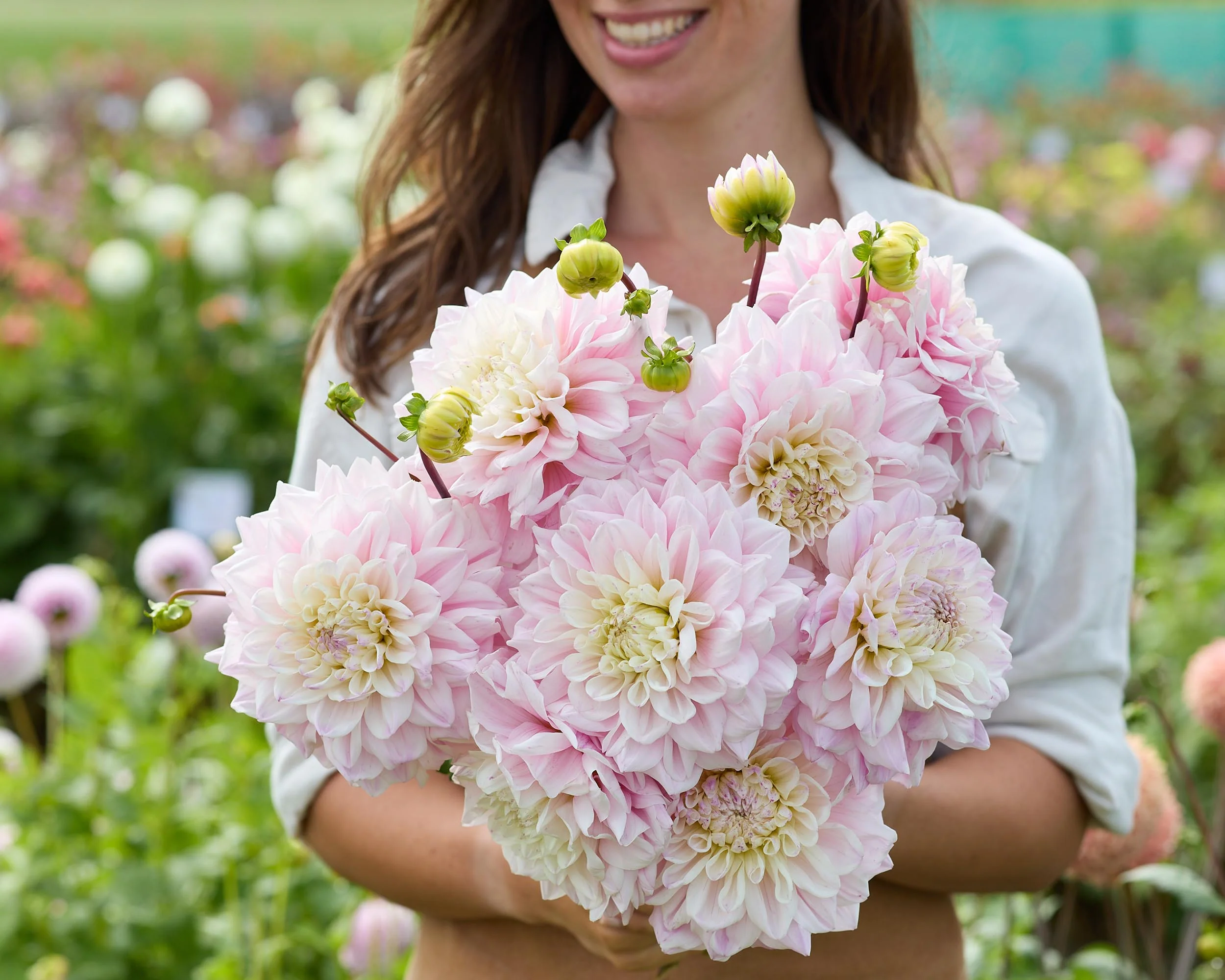 Dahlia 'Elliot' - Image 5