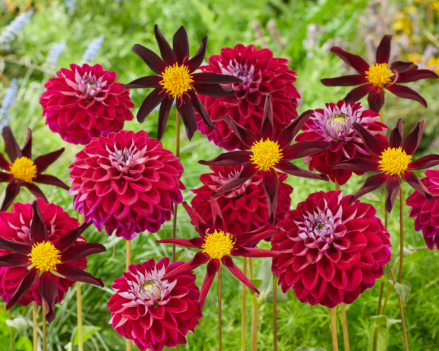 Dahlia 'Embassy' - Image 2