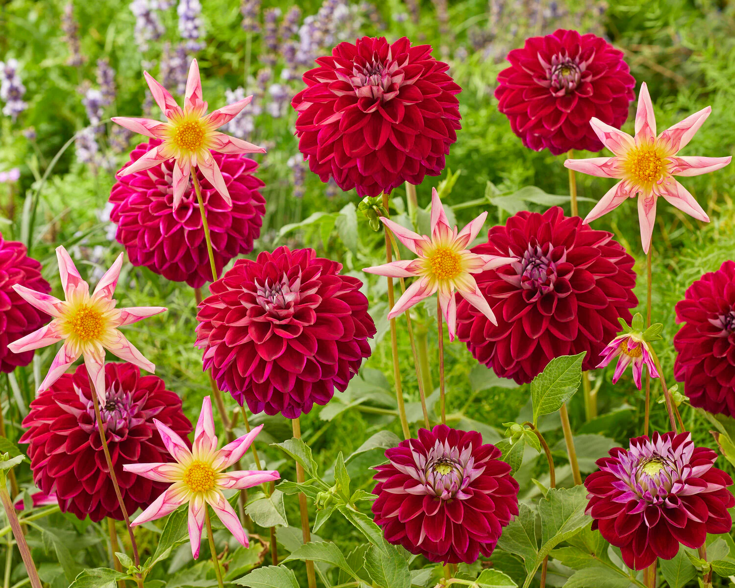Dahlia 'Embassy' - Image 5