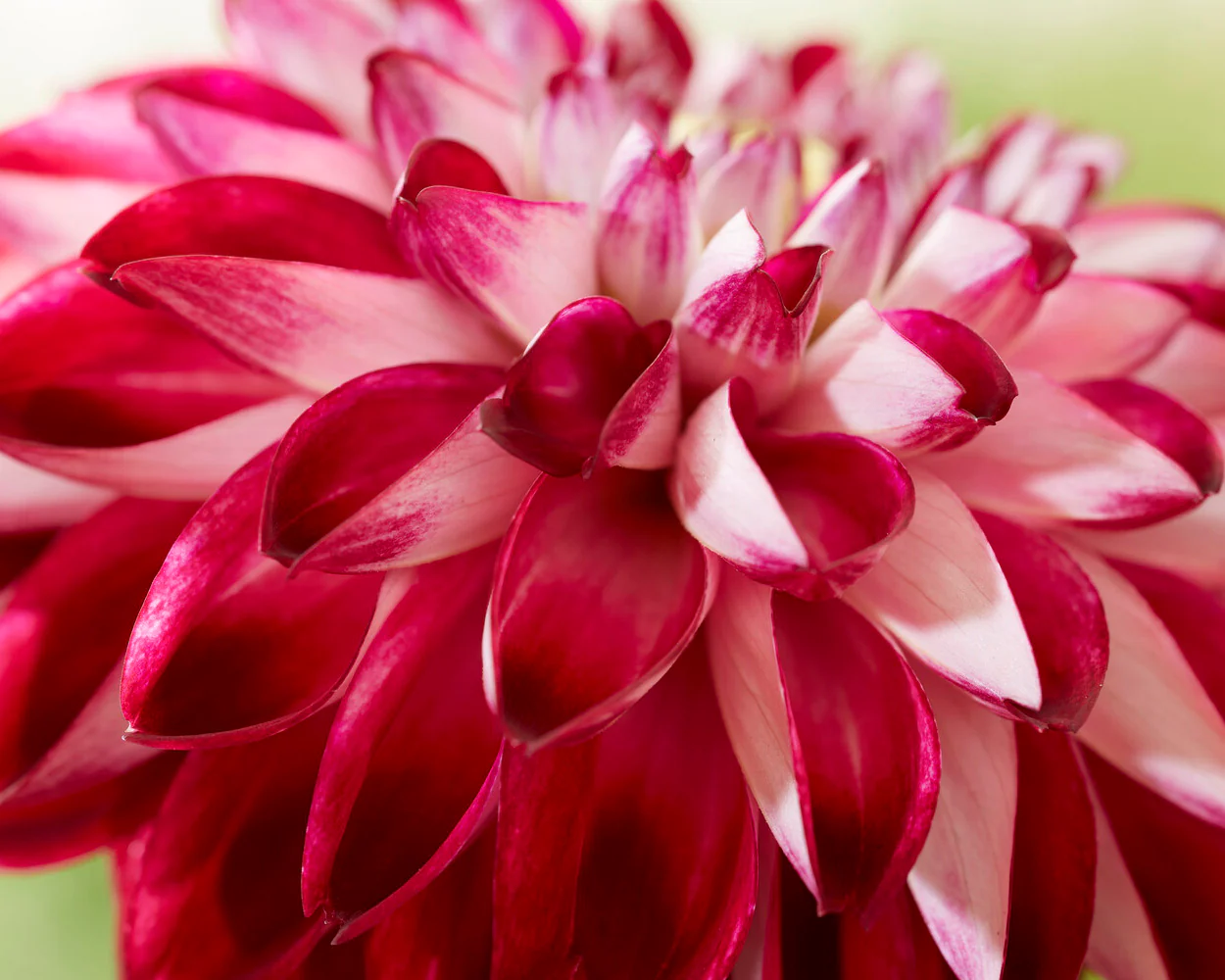Dahlia 'Embassy' - Image 6