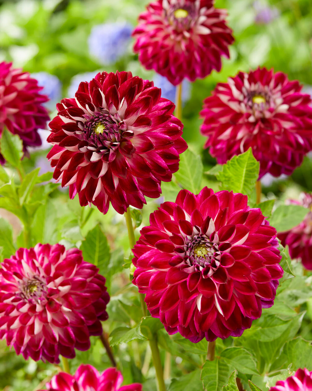 Dahlia 'Embassy' - Image 7