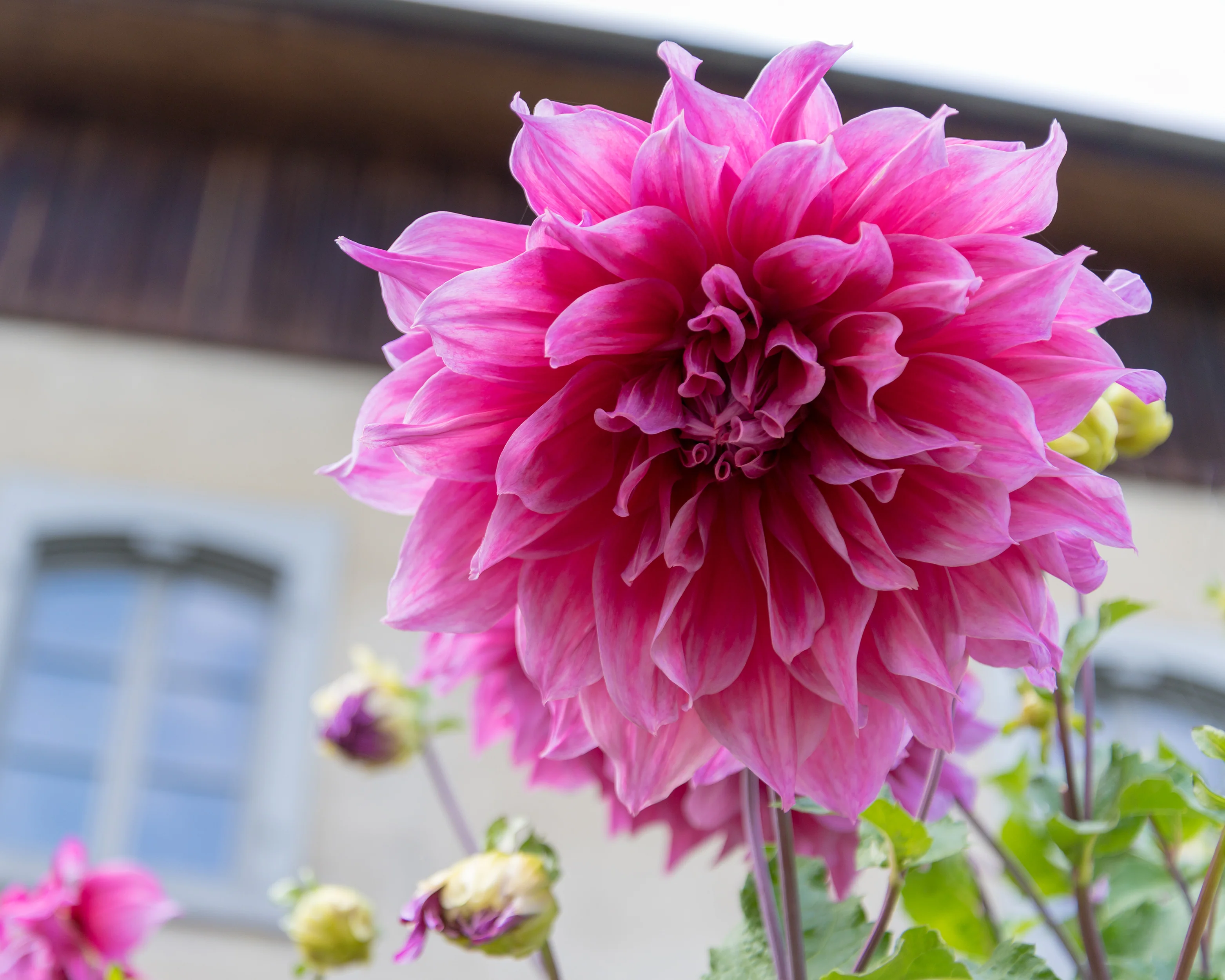Dahlia 'Emory Paul' - Image 6
