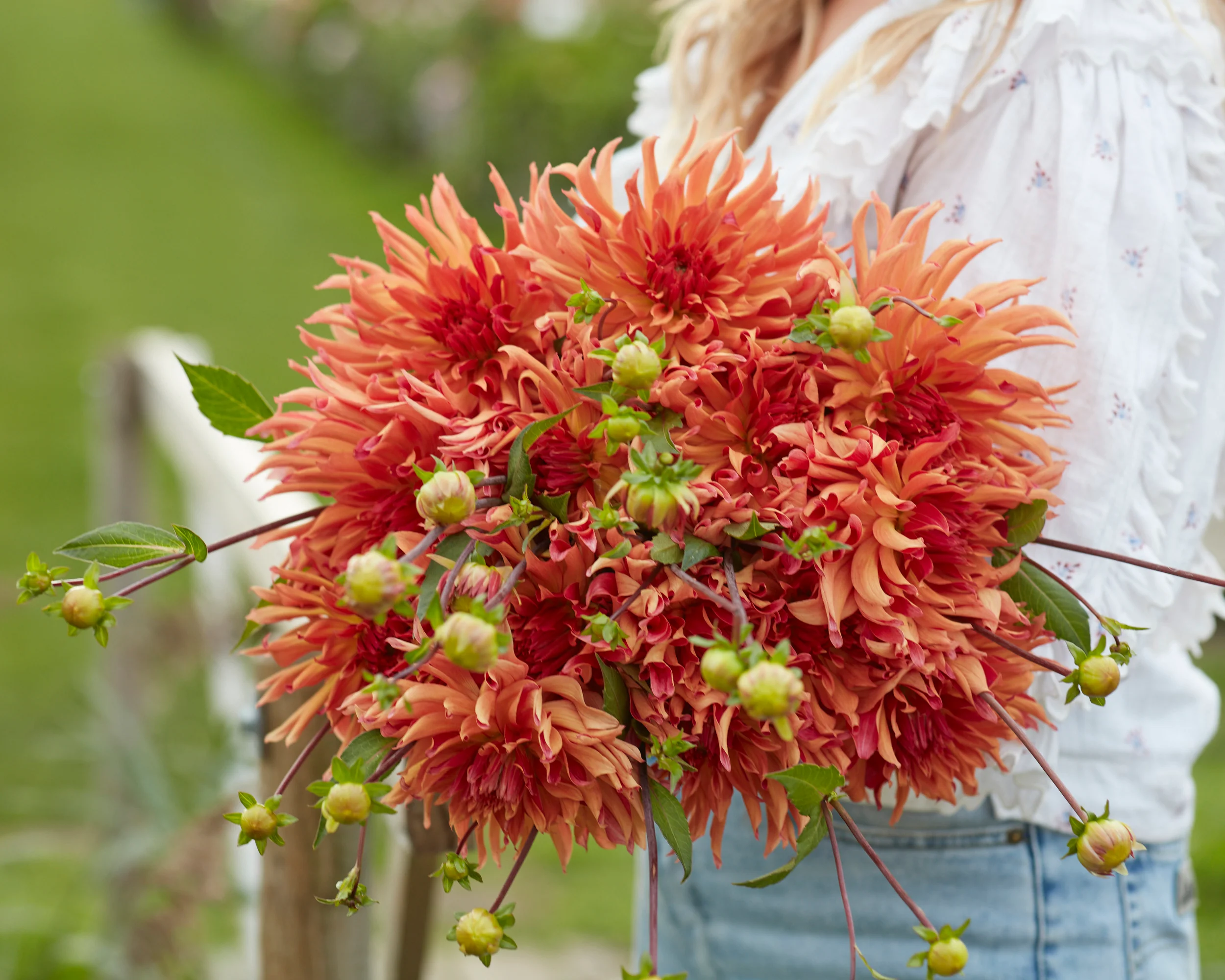 Dahlia 'Erpeler Ley' - Image 2