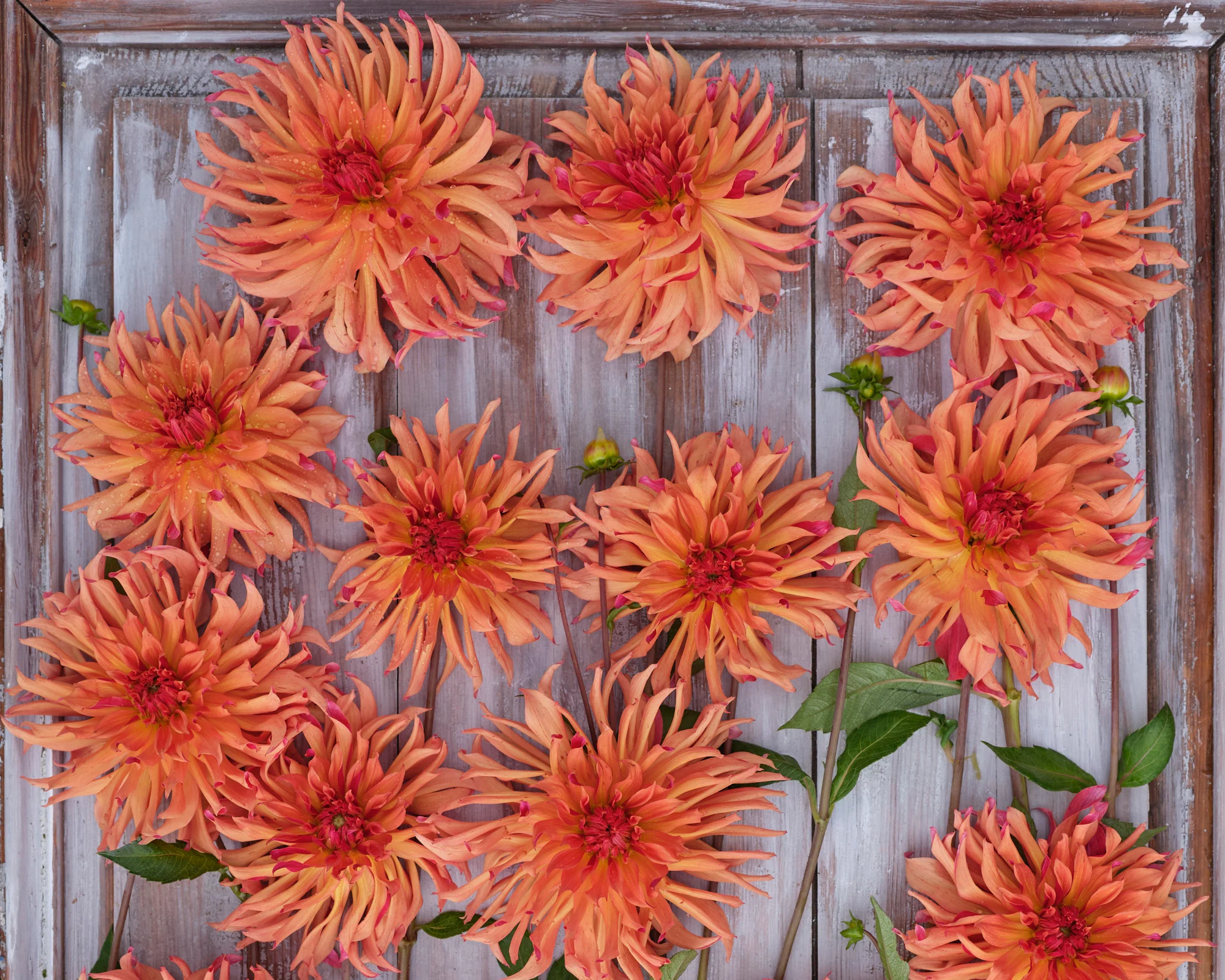 Dahlia 'Erpeler Ley' - Image 3