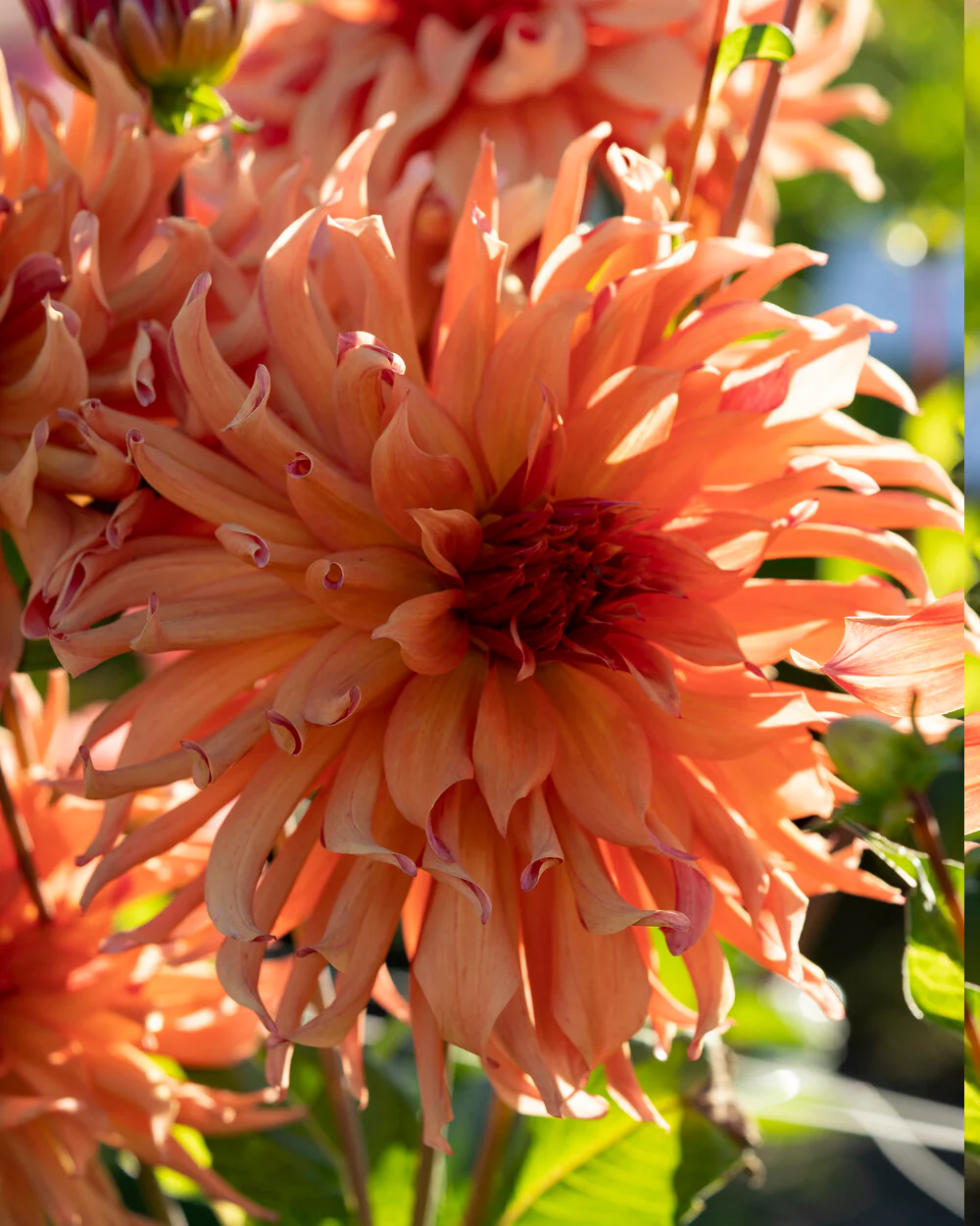 Dahlia 'Erpeler Ley' - Image 5