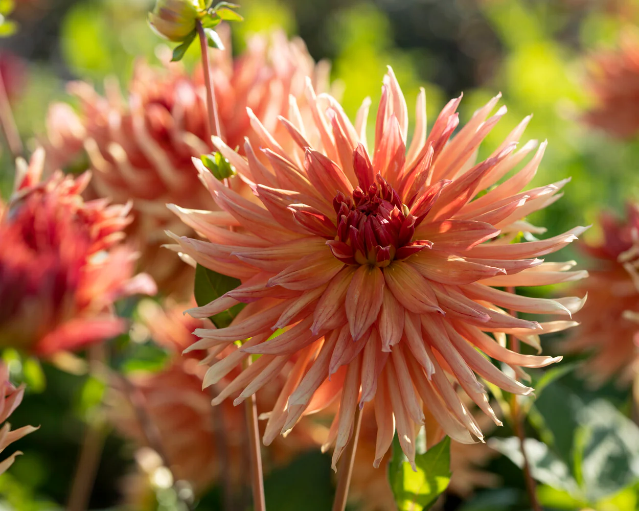 Dahlia 'Erpeler Ley' - Image 6