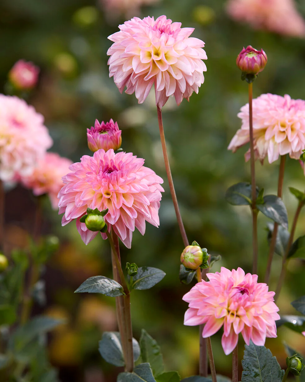 Dahlia 'Esli' - Image 2