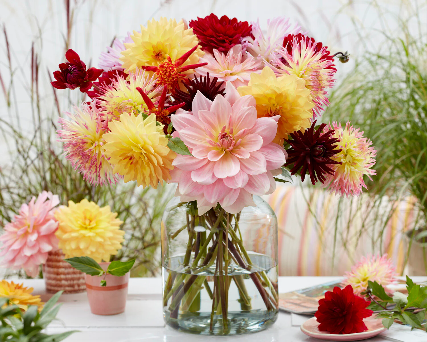 Dahlia 'Fairway Pilot' - Image 4