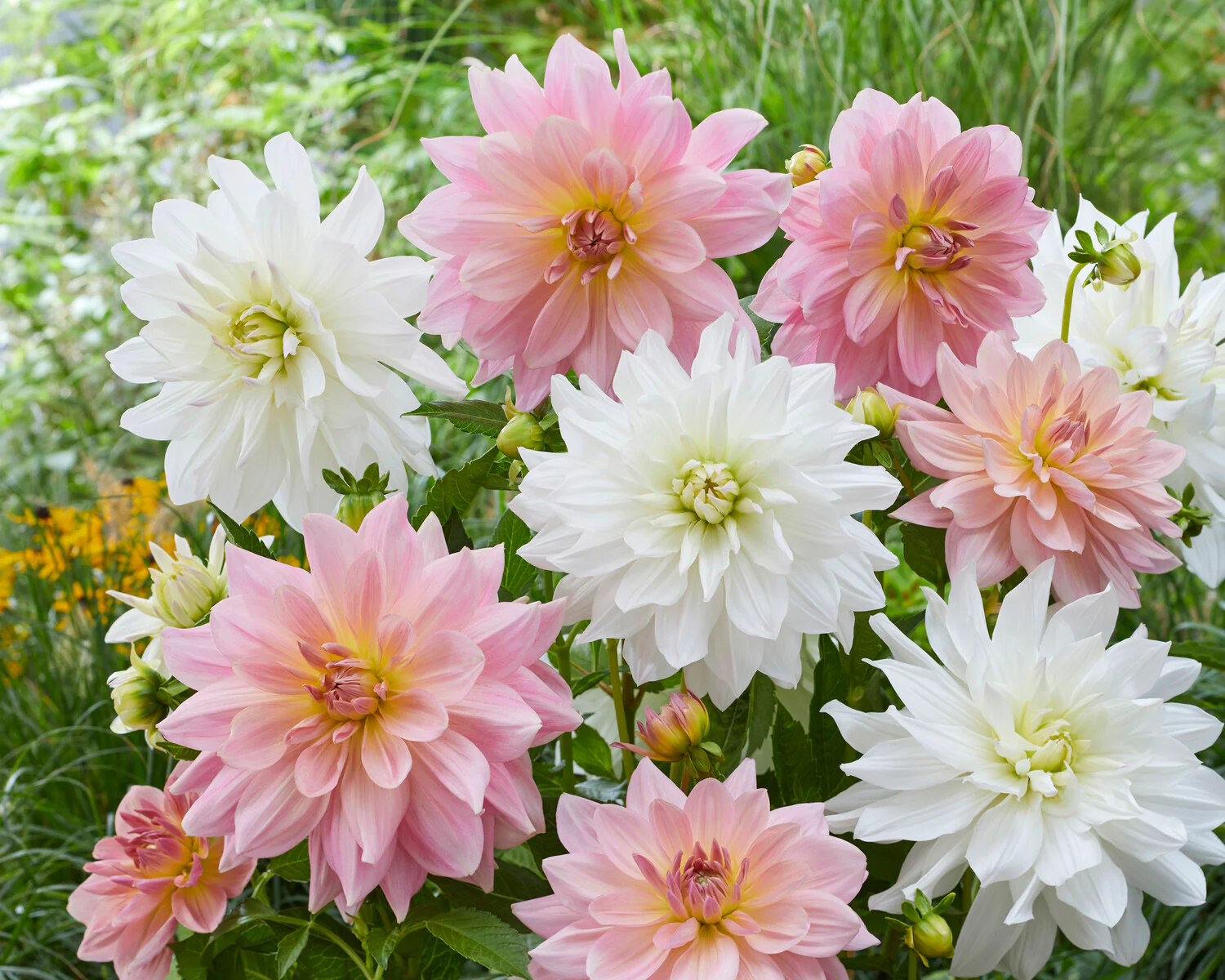 Dahlia 'Fairway Pilot' - Image 5