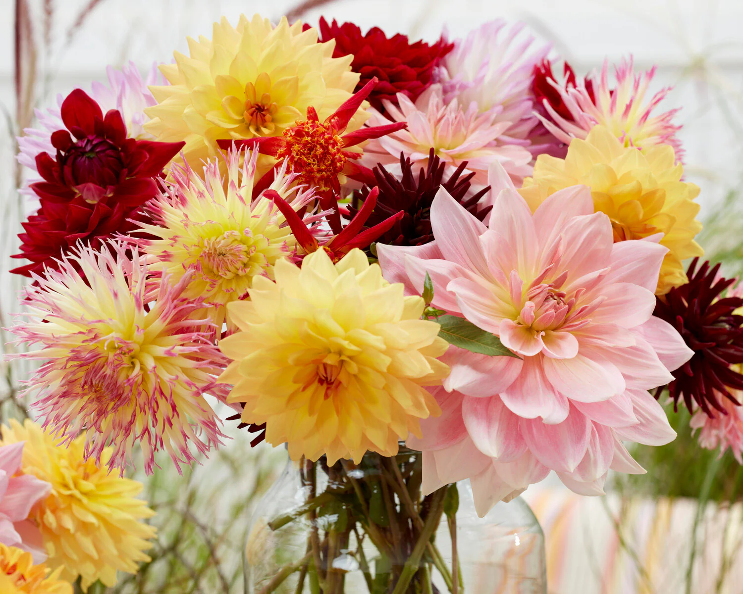 Dahlia 'Fairway Pilot' - Image 7