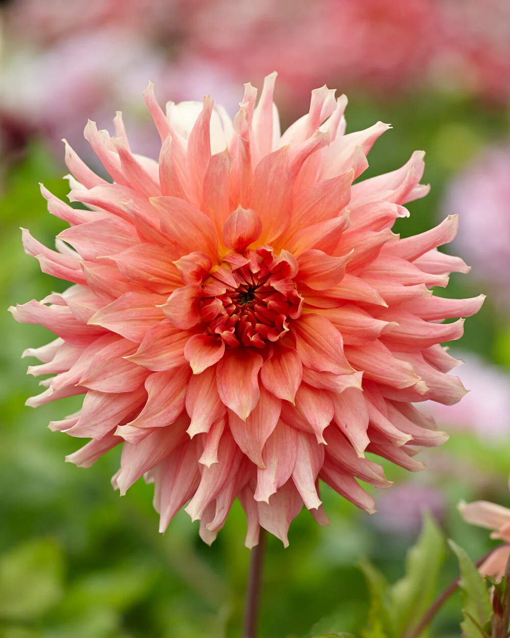 Dahlia 'Fairway Spur' - Image 2