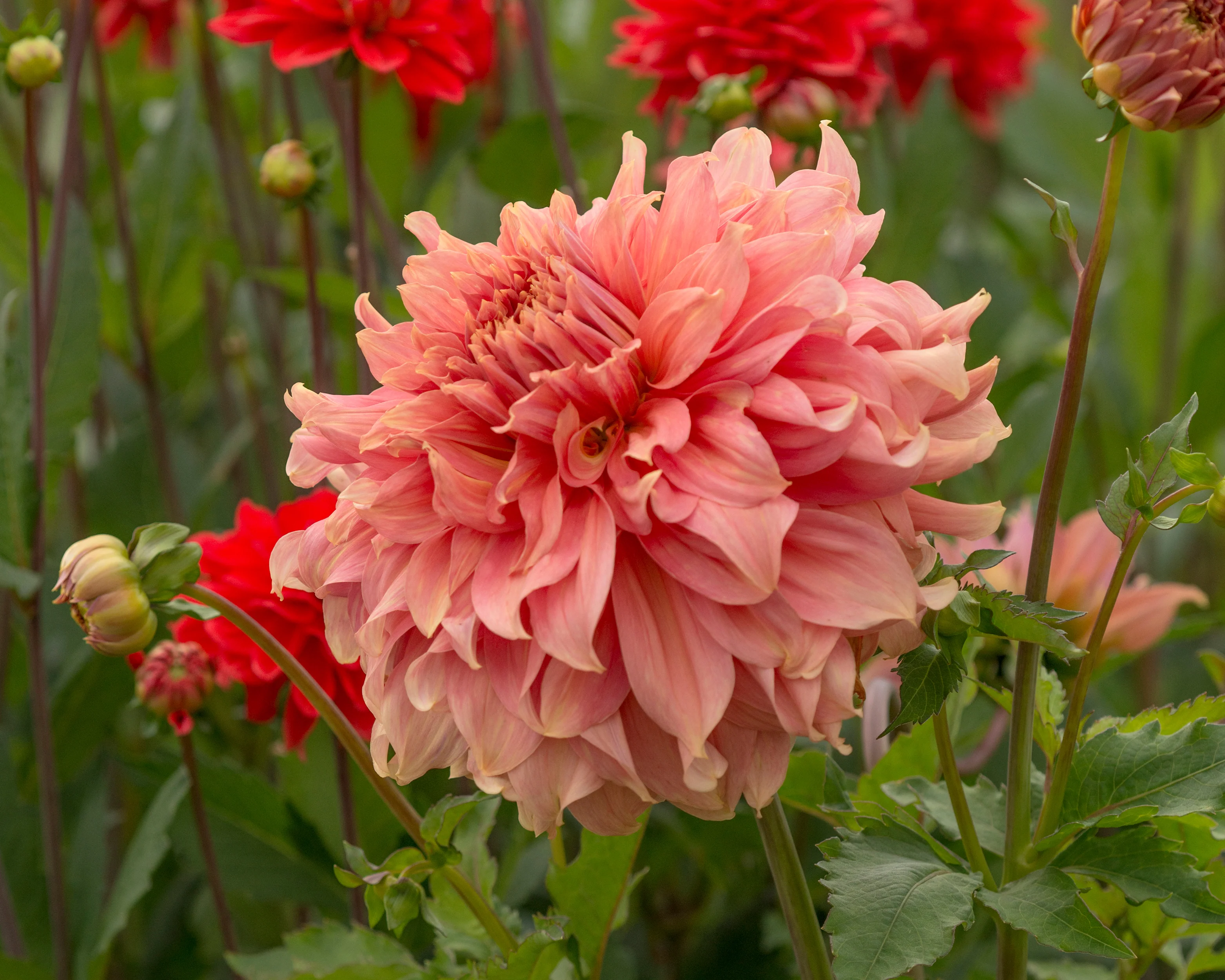 Dahlia 'Fairway Spur' - Image 4