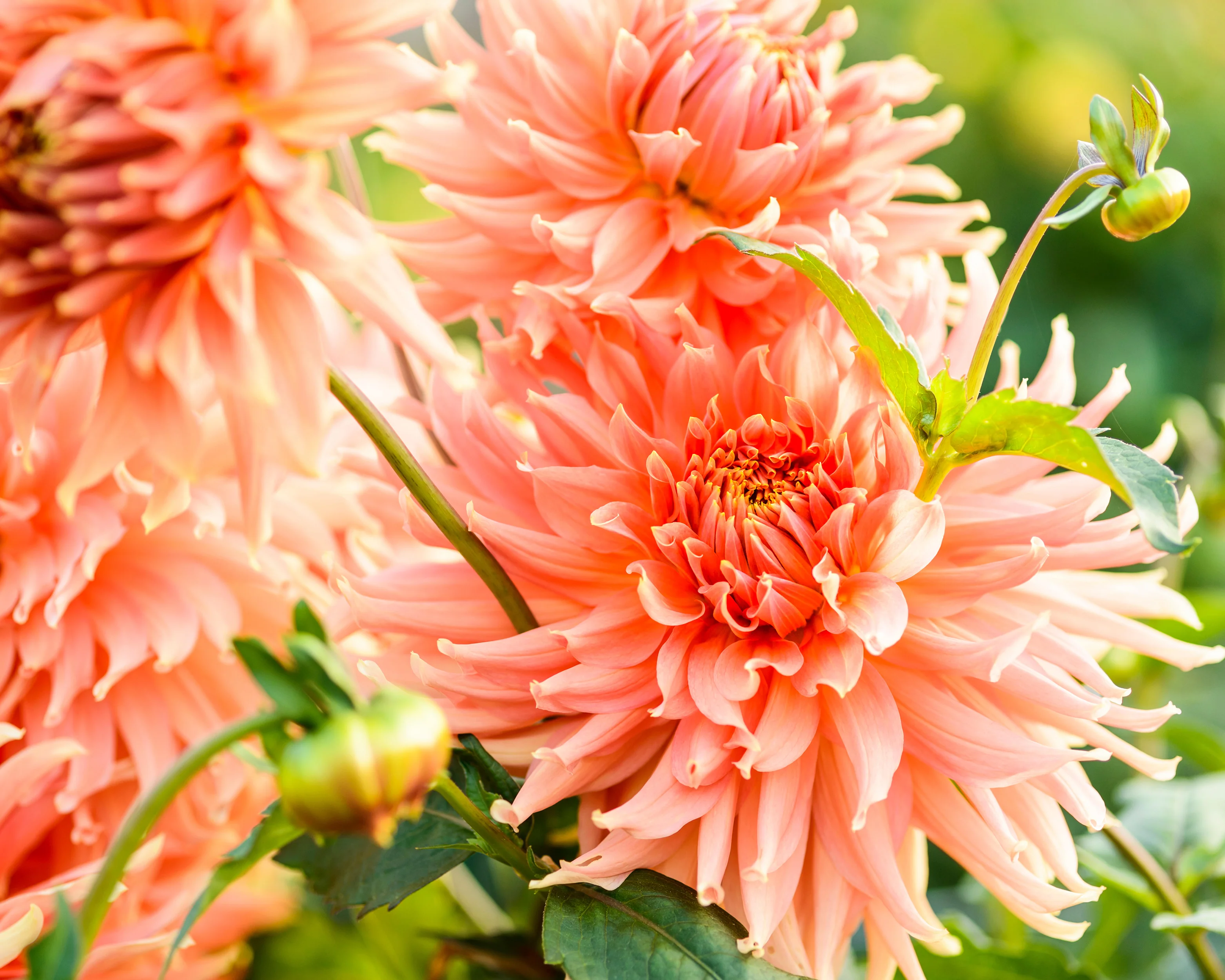 Dahlia 'Fairway Spur' - Image 5