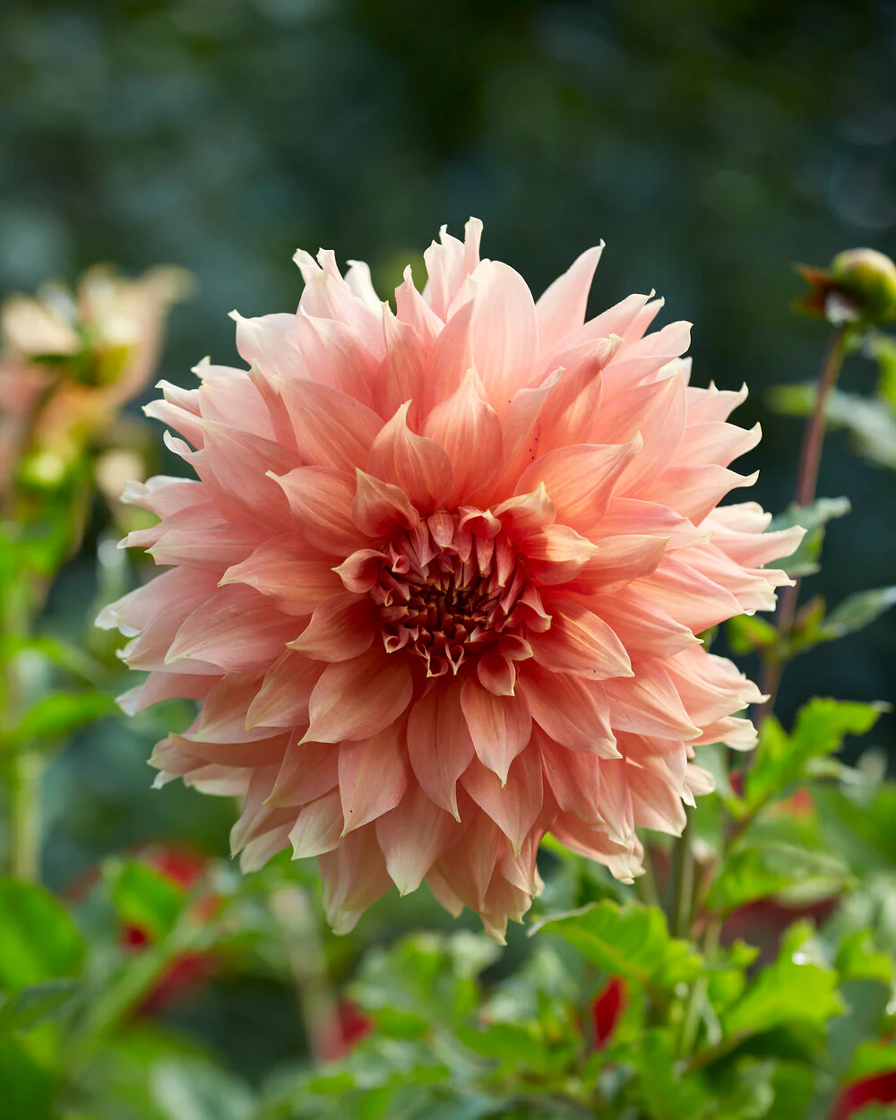 Dahlia 'Fairway Spur' - Image 6