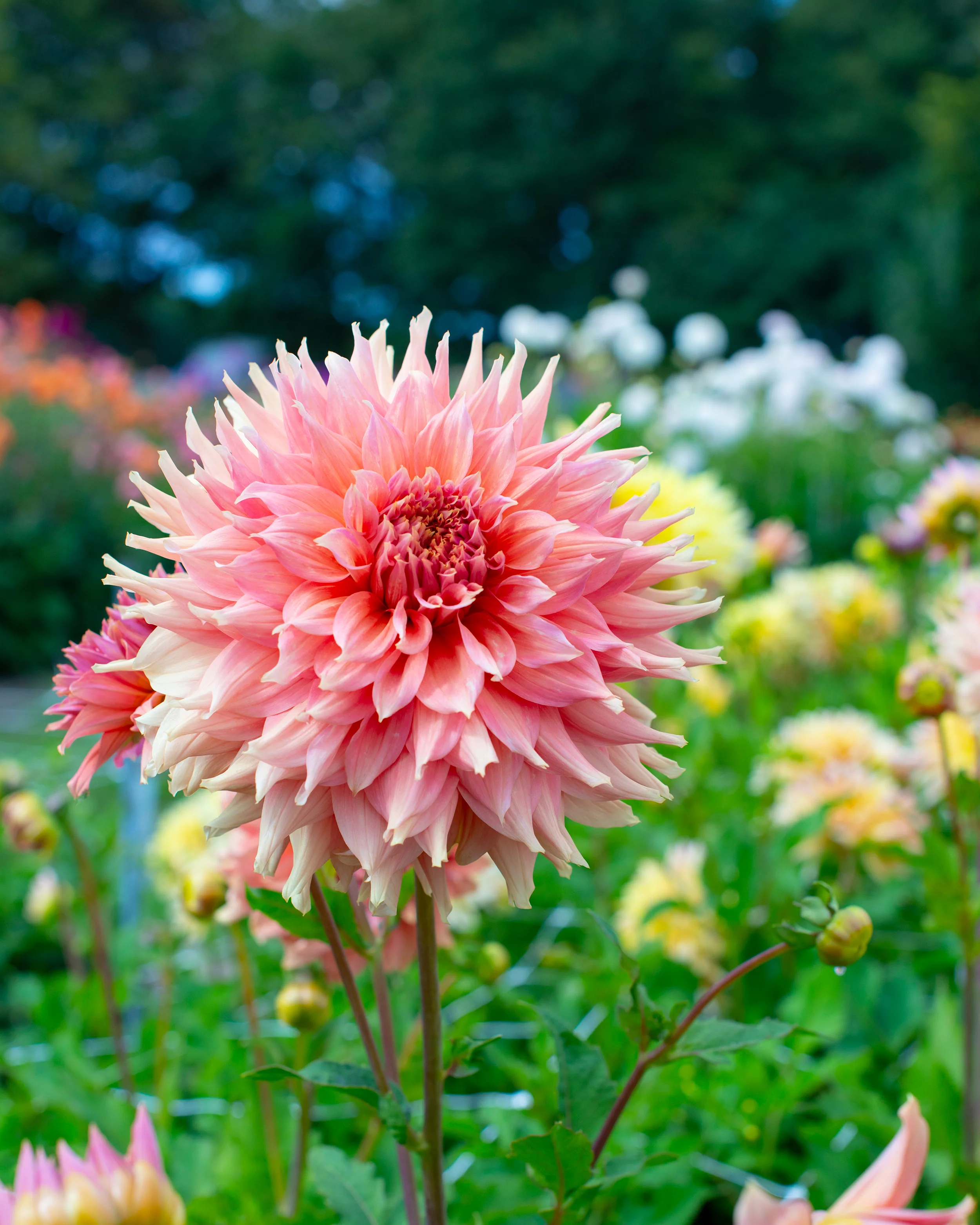 Dahlia 'Fairway Spur' - Image 7