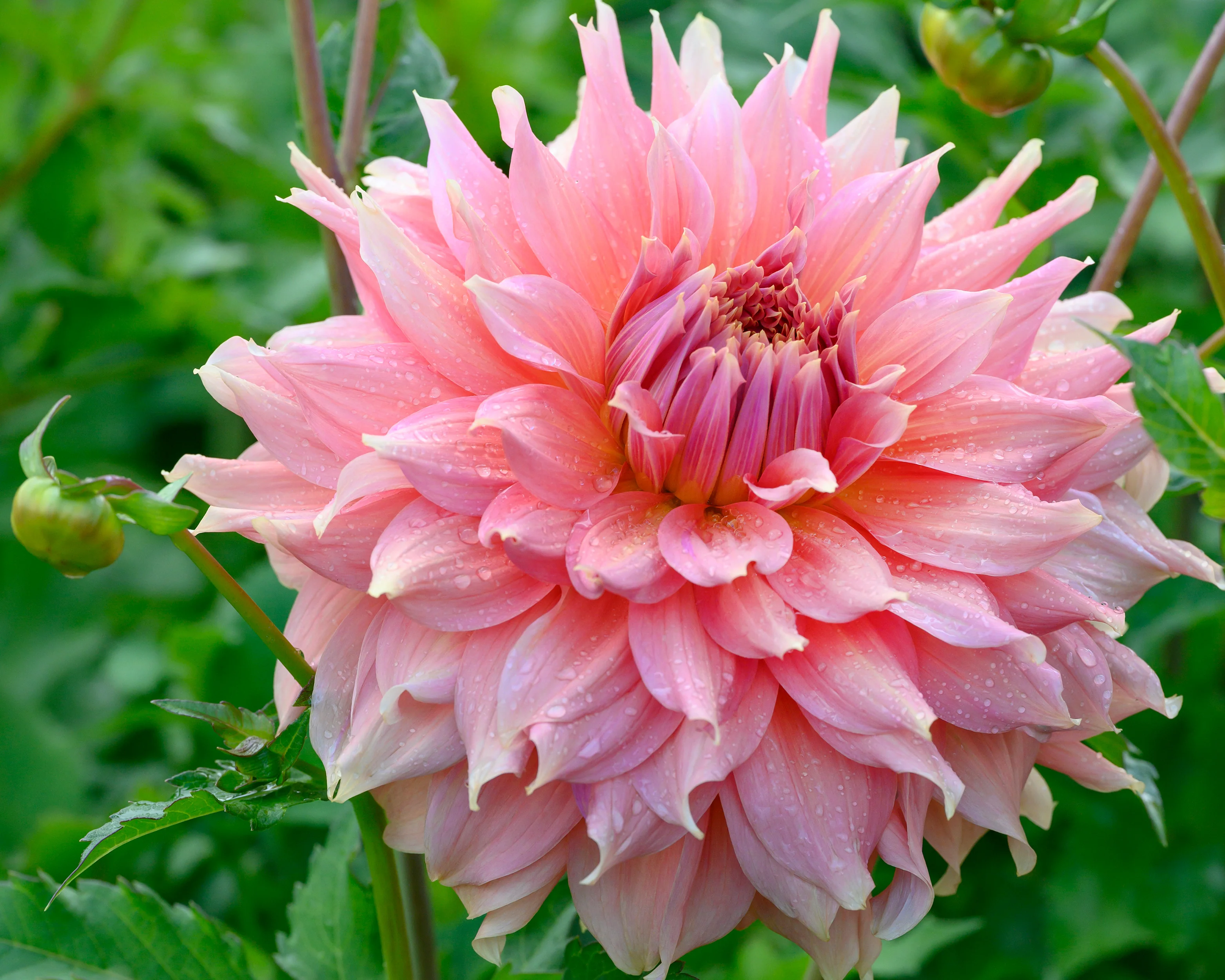 Dahlia 'Fairway Spur' - Image 9