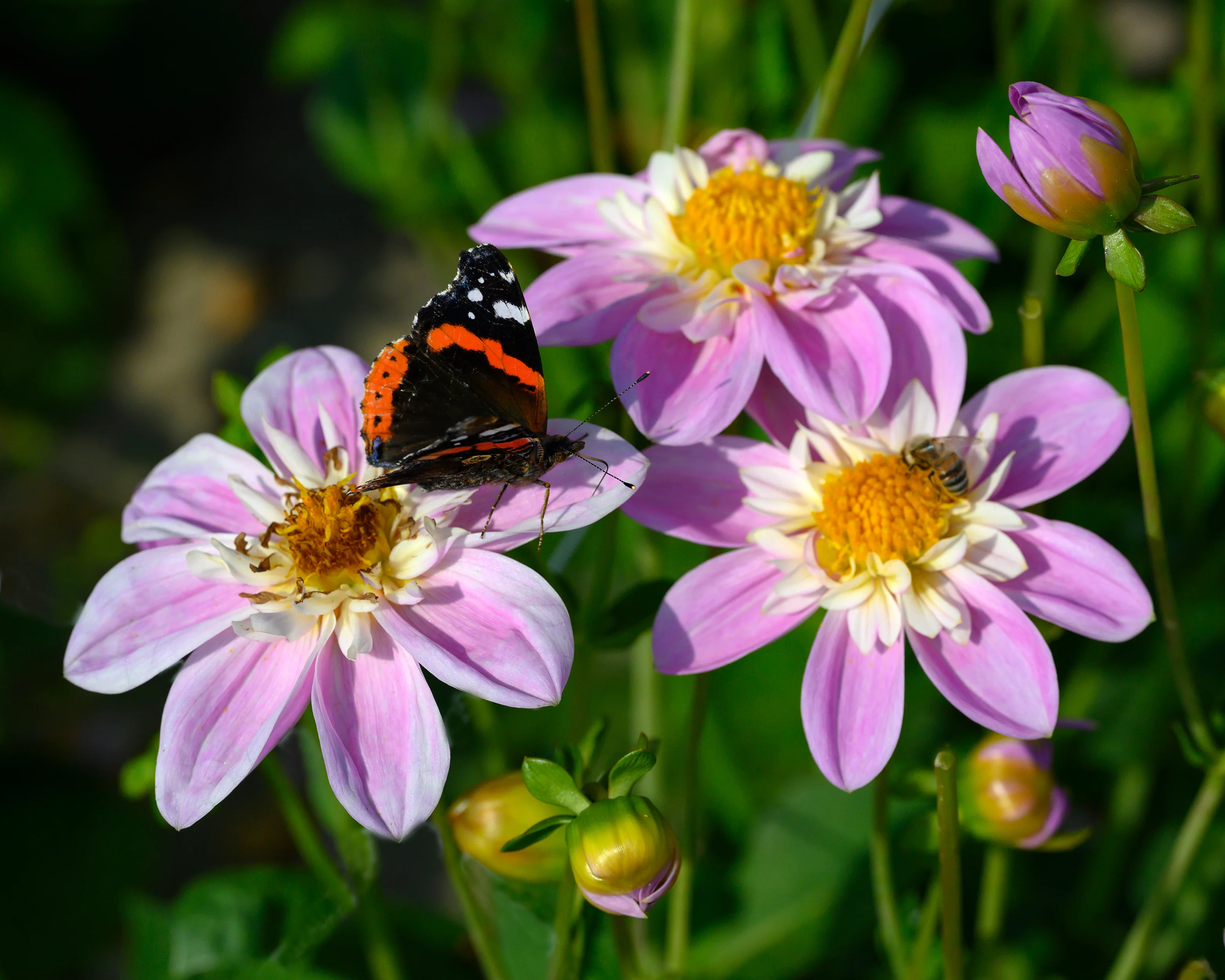 Dahlia 'Famoso' - Image 5