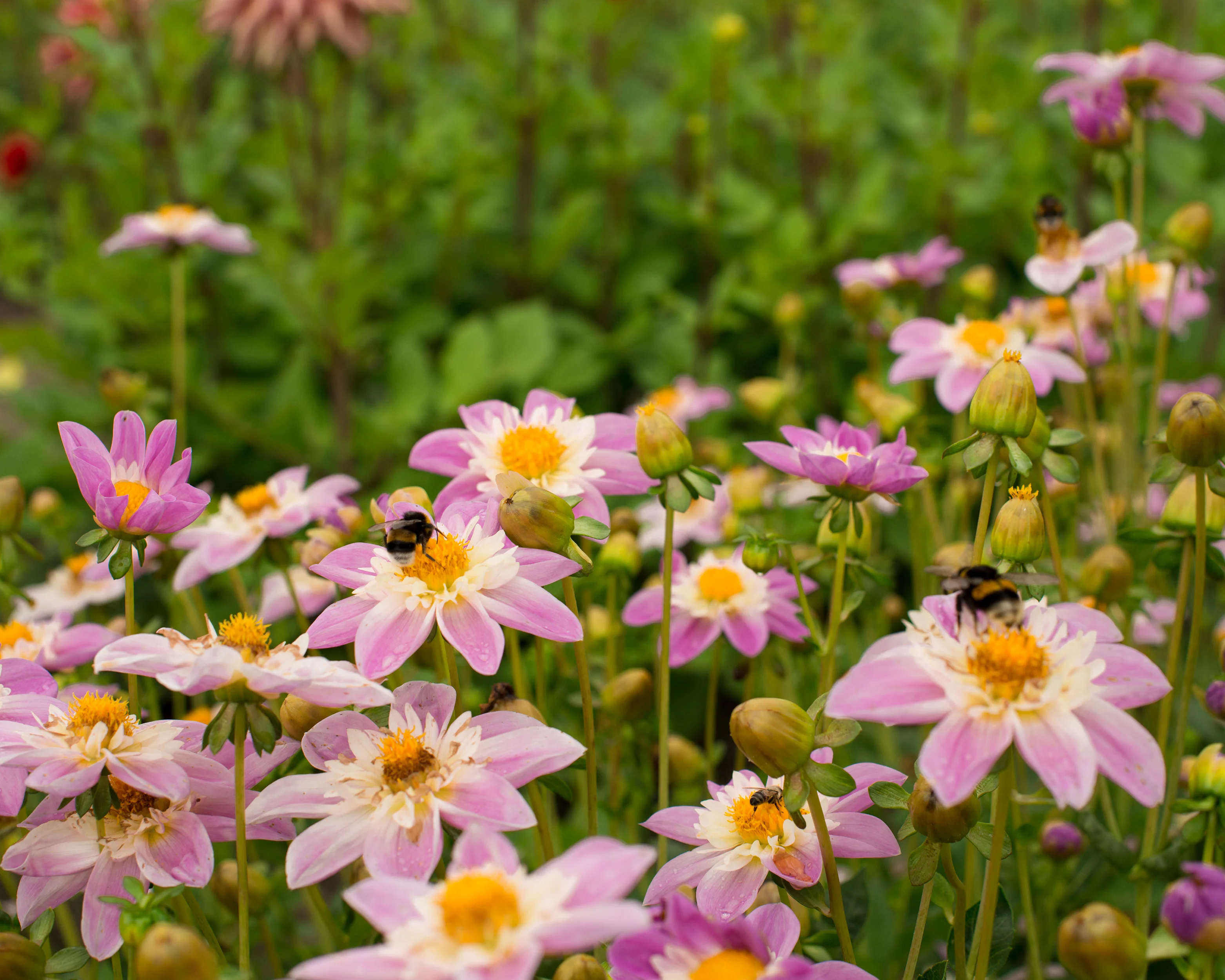 Dahlia 'Famoso' - Image 9