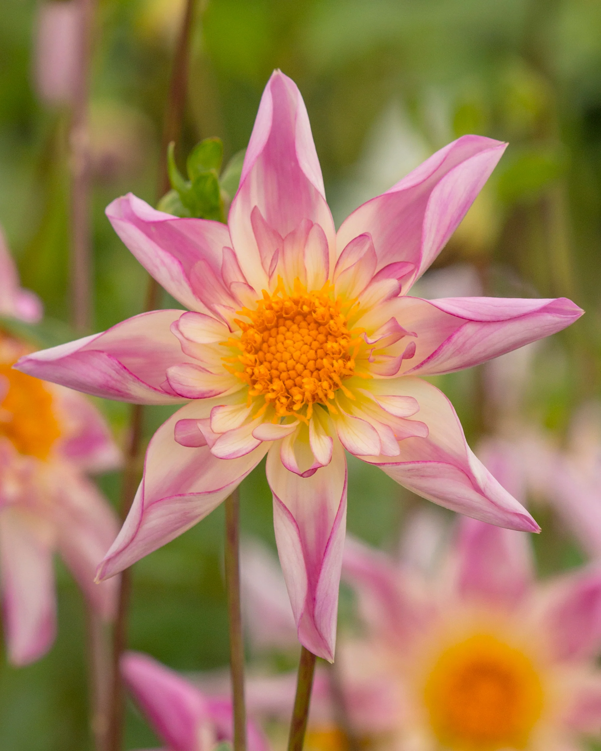Dahlia 'Fancy Pants' - Image 4