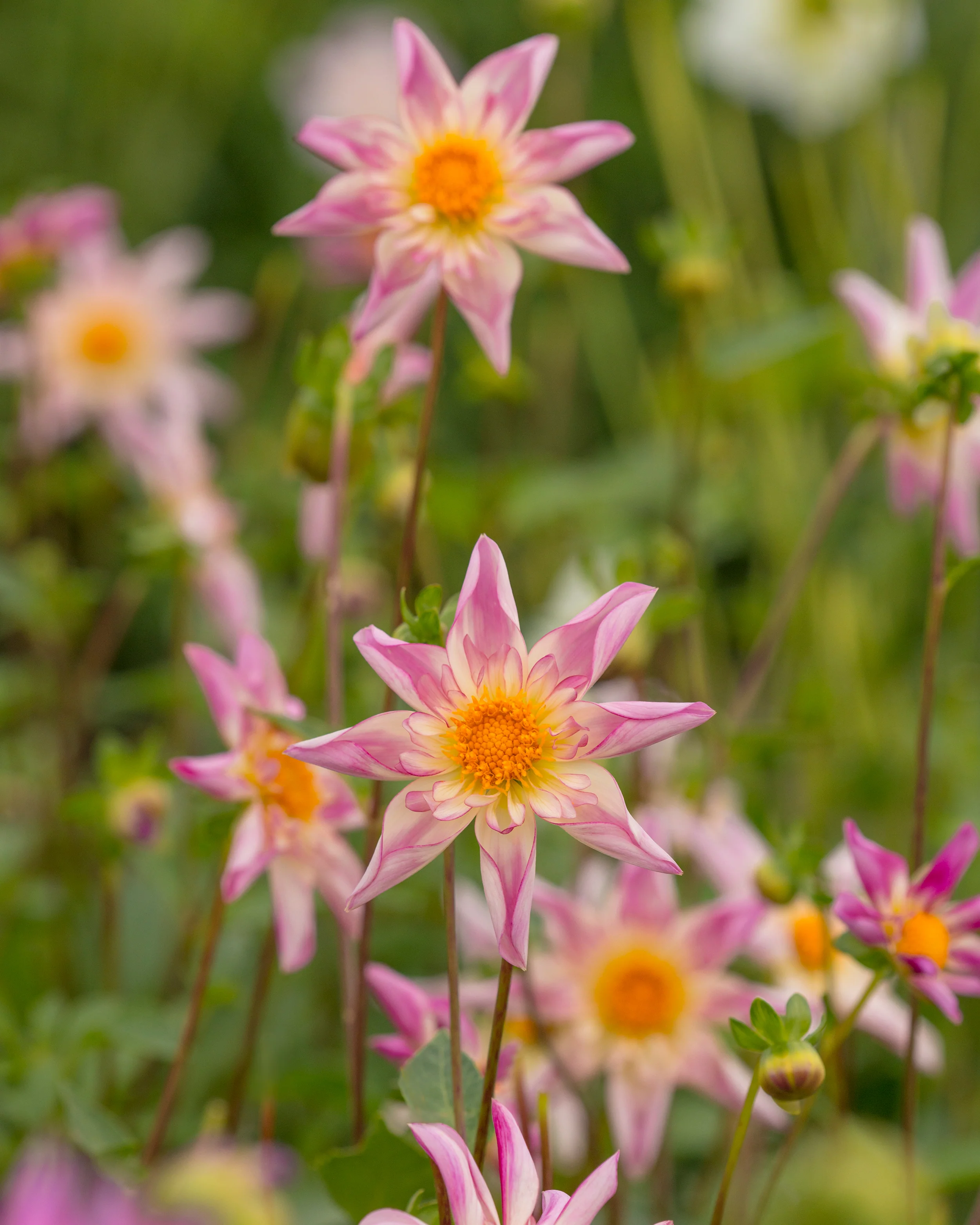 Dahlia 'Fancy Pants' - Image 5