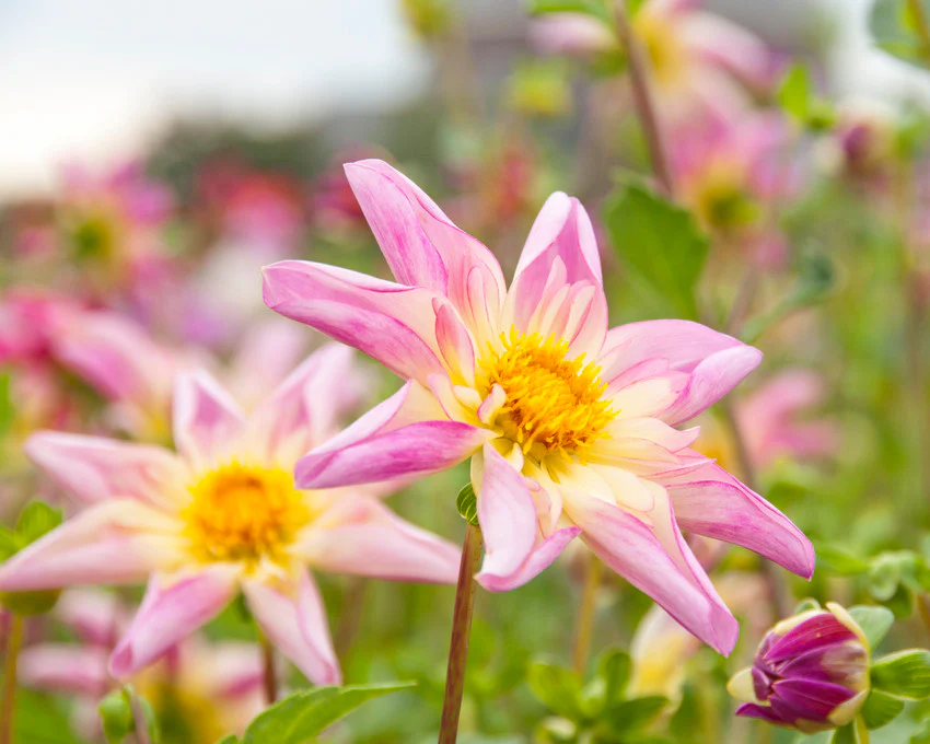 Dahlia 'Fancy Pants' - Image 6