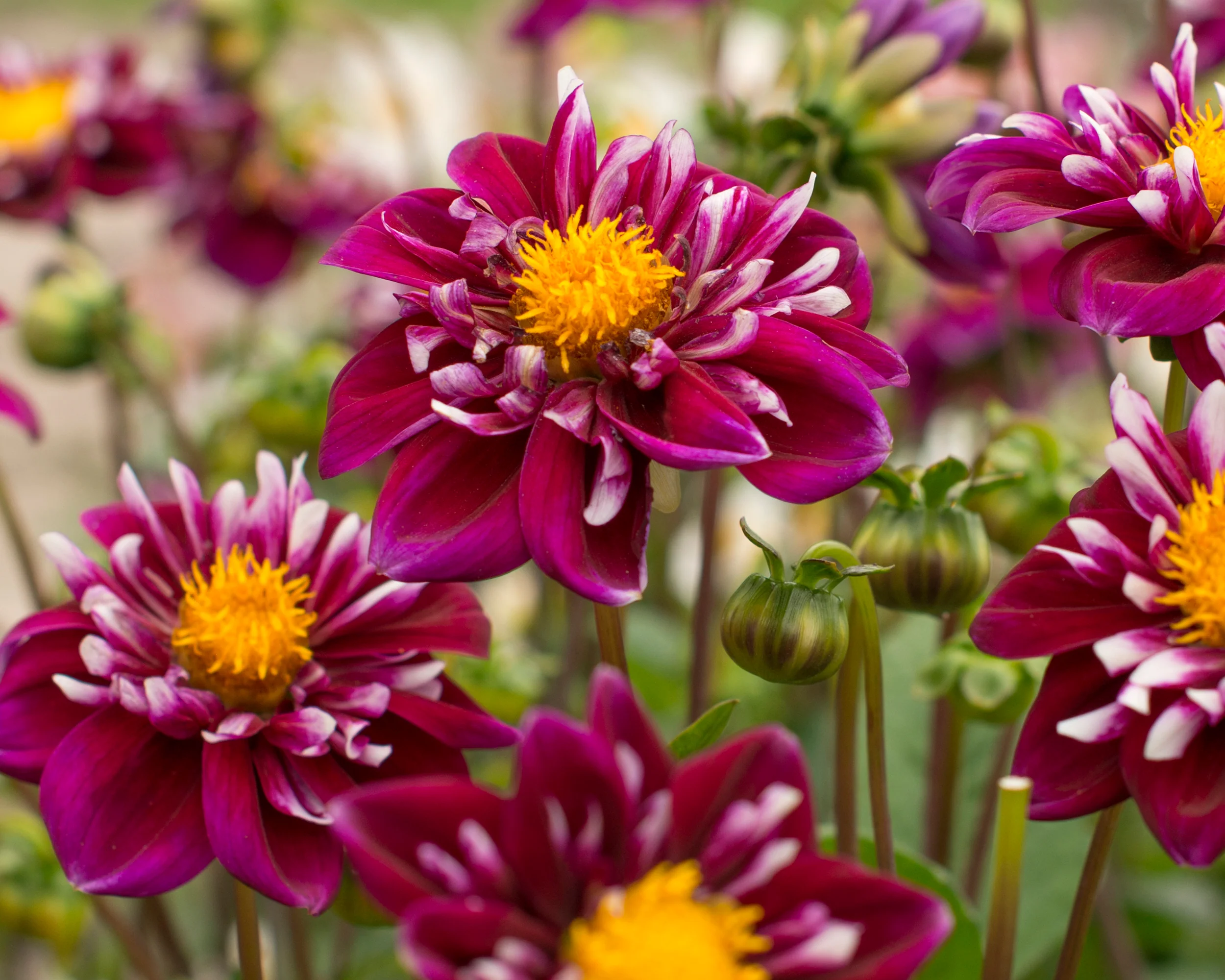 Dahlia 'Fantastico' - Image 2