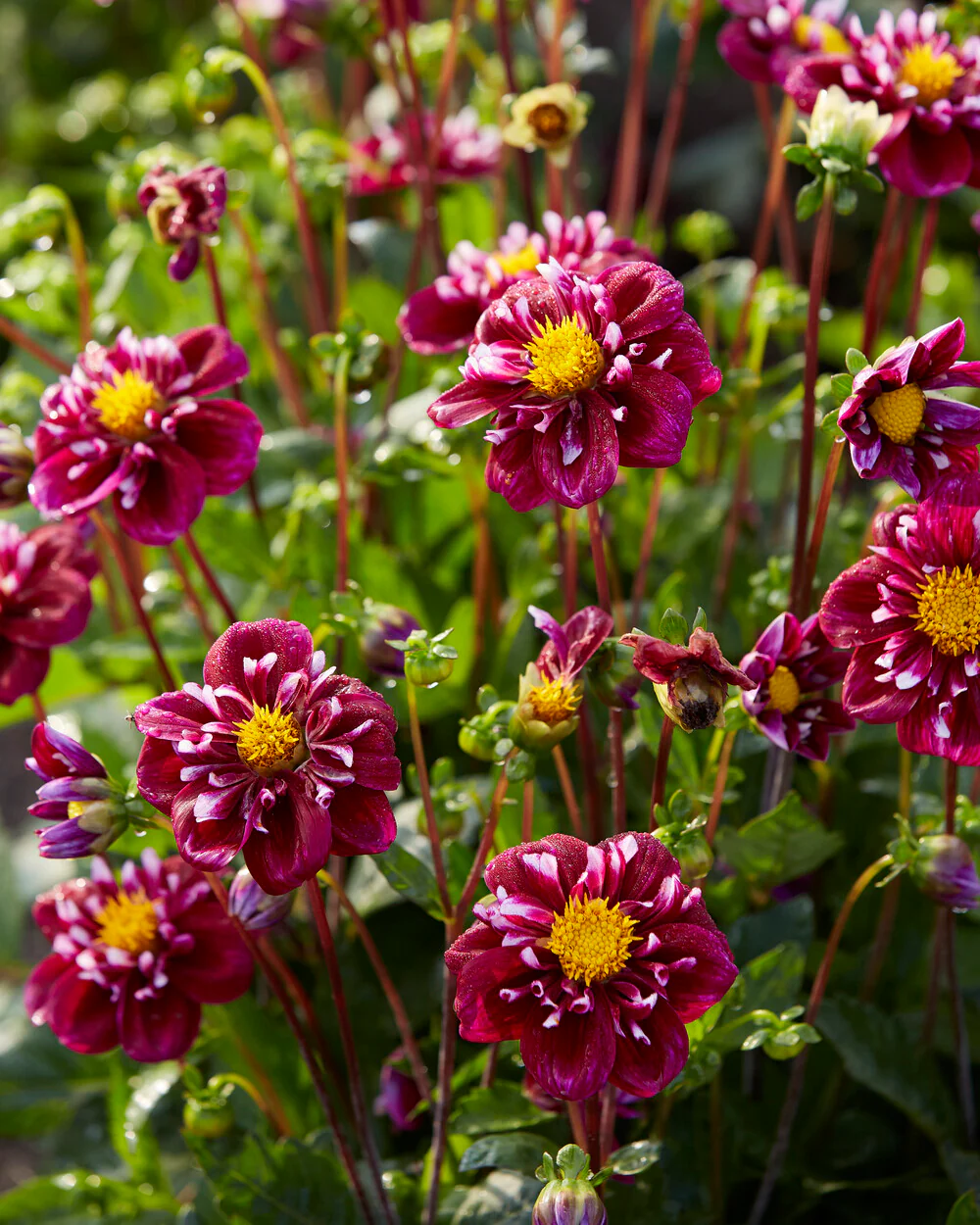 Dahlia 'Fantastico' - Image 3