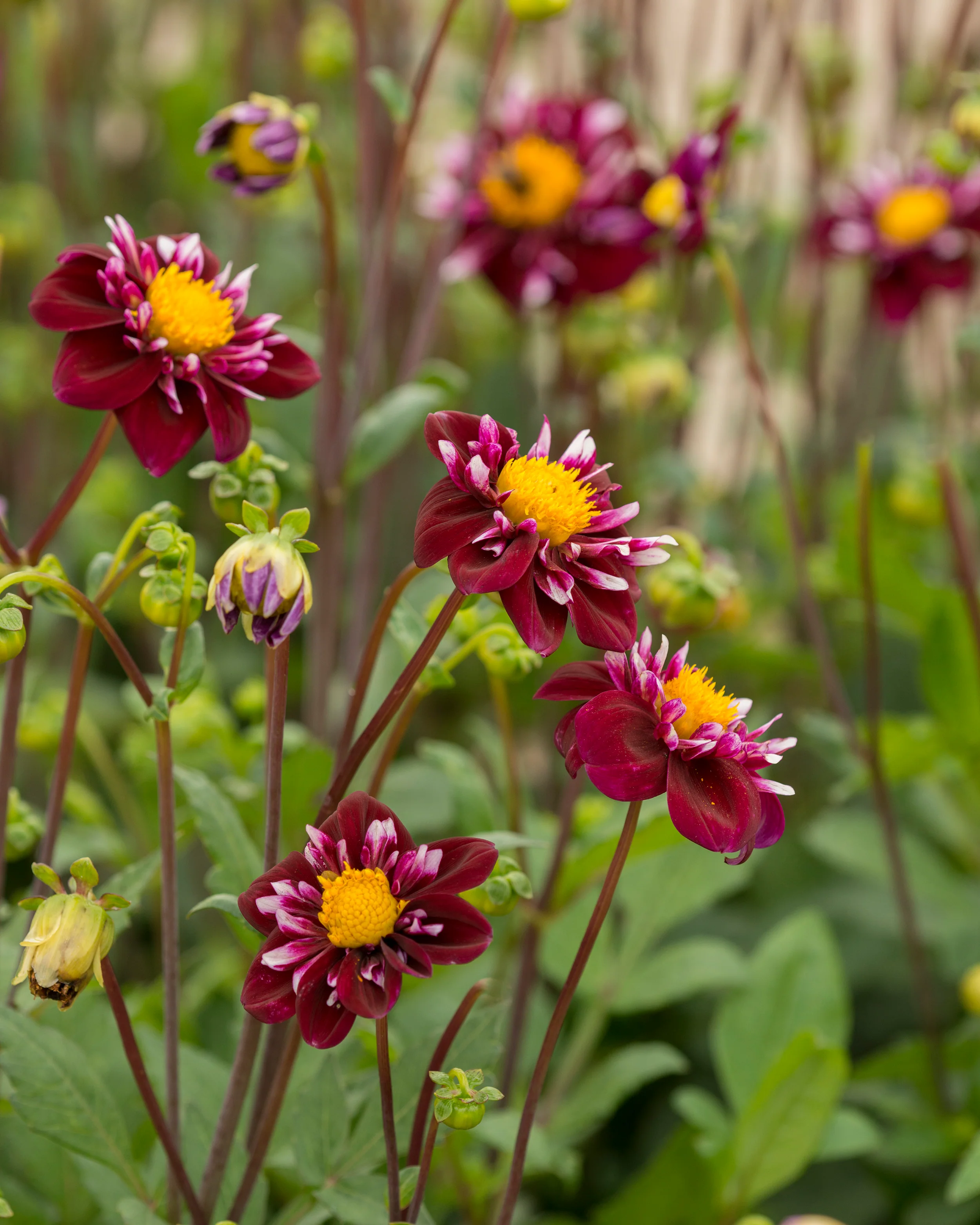 Dahlia 'Fantastico' - Image 4