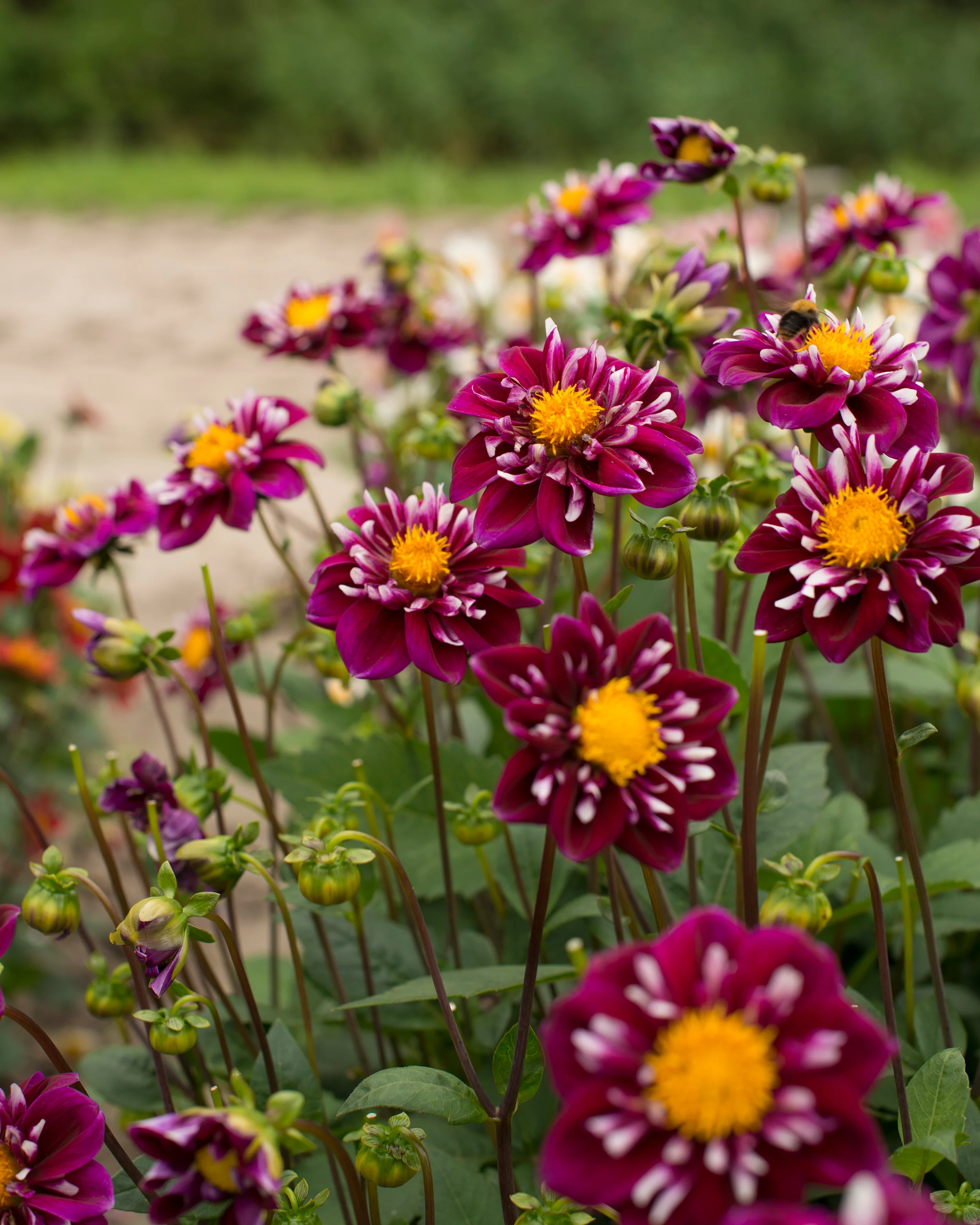 Dahlia 'Fantastico' - Image 6
