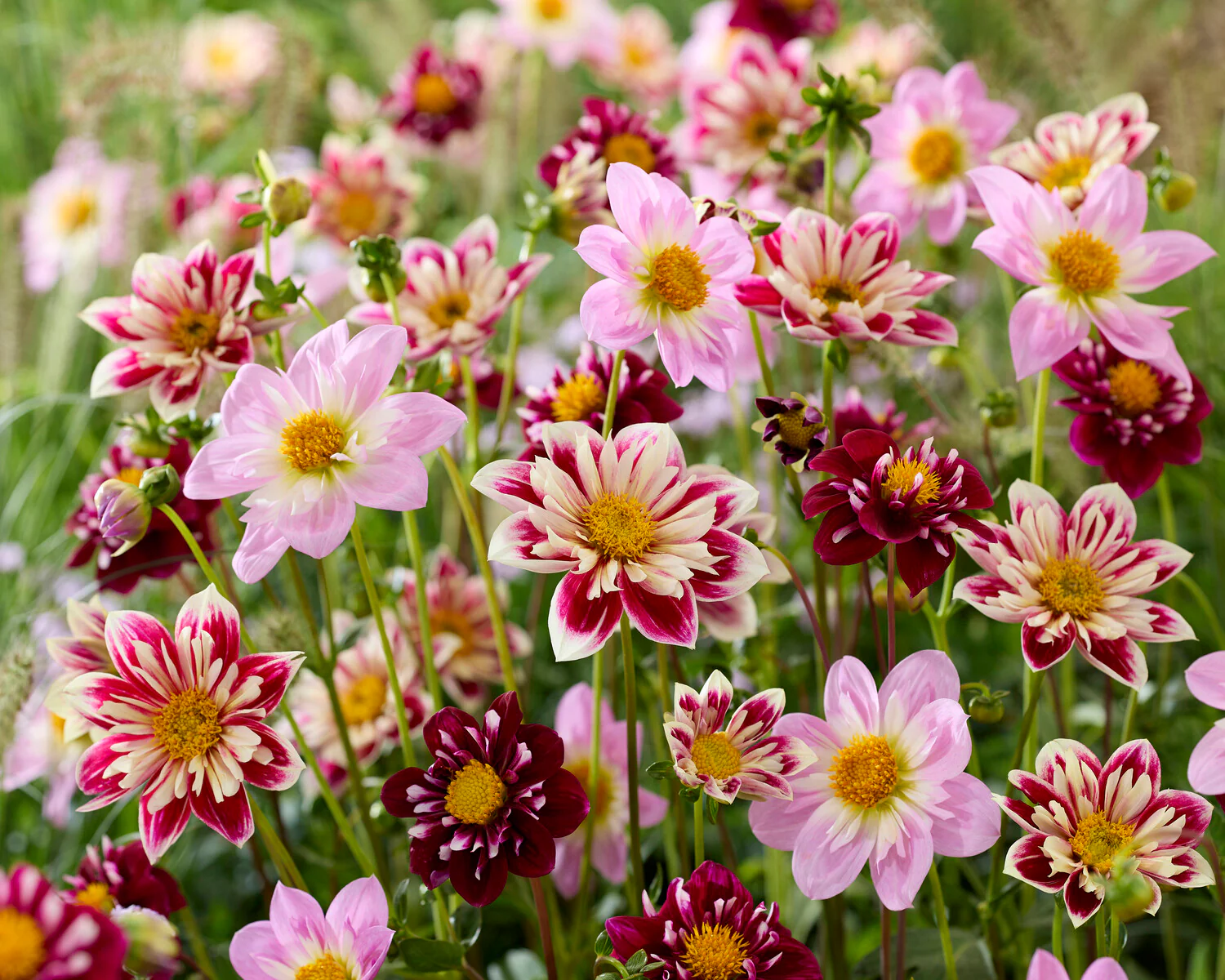 Dahlia 'Fantastico' - Image 9