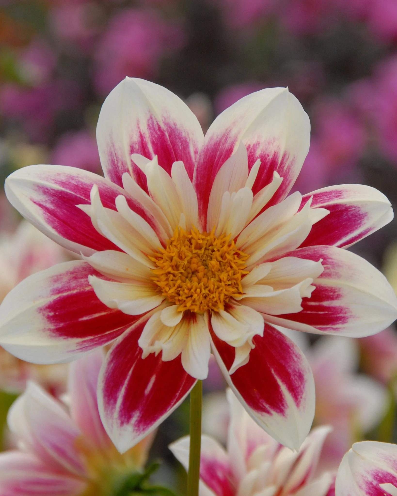 Dahlia 'Fashion Monger' - Image 4