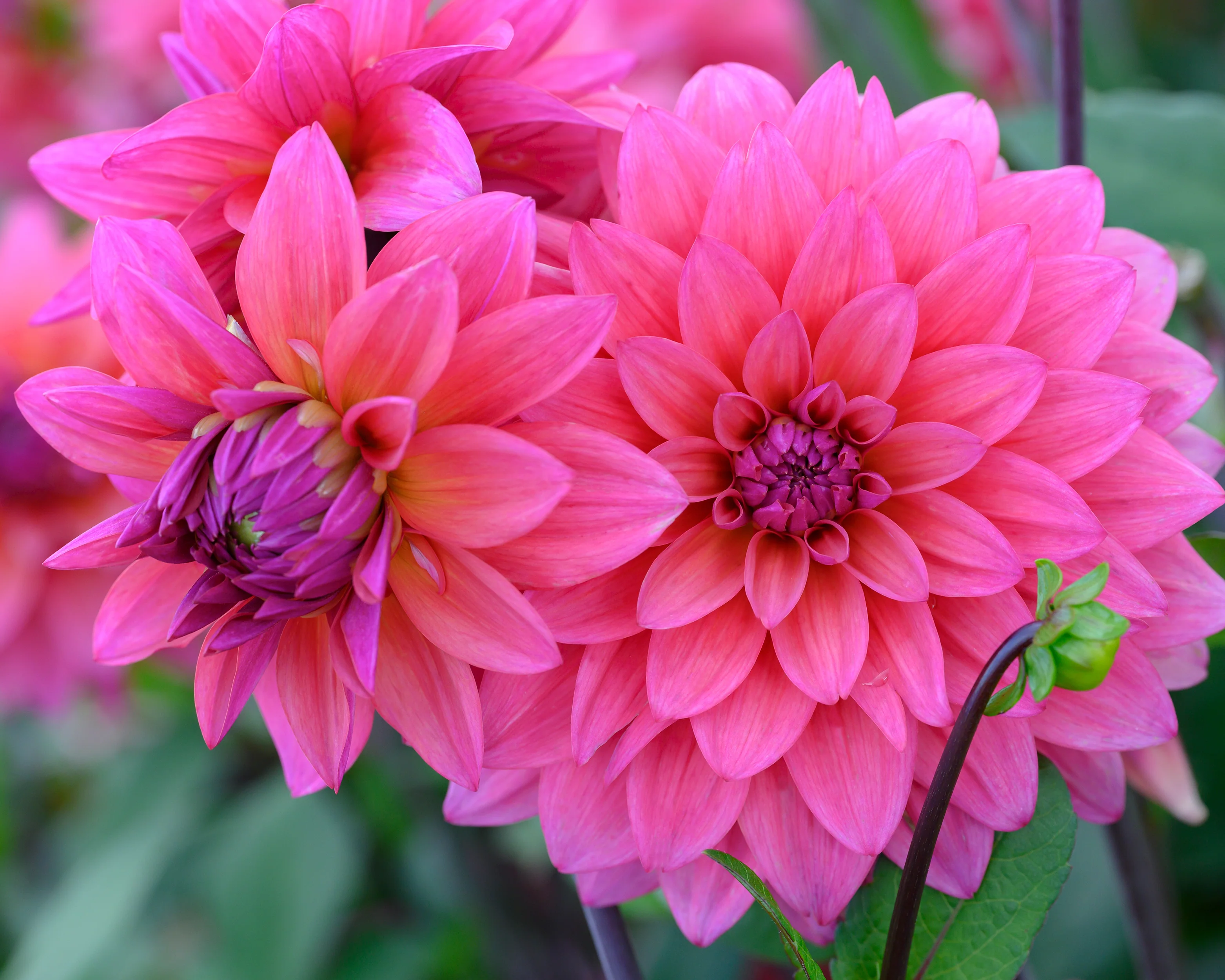 Dahlia 'Feline Yvonne' - Image 4