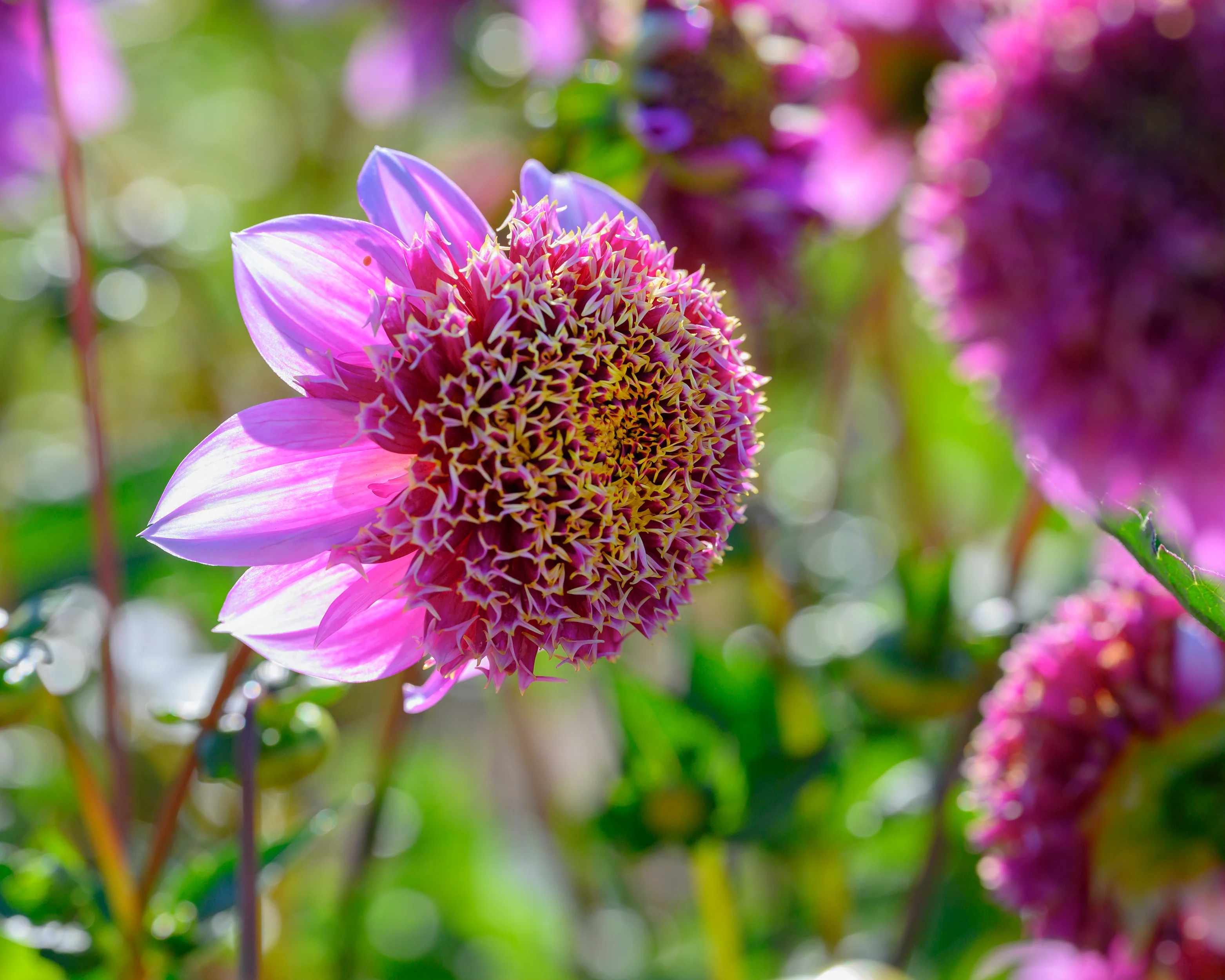 Dahlia 'Fenna Baaij' - Image 10