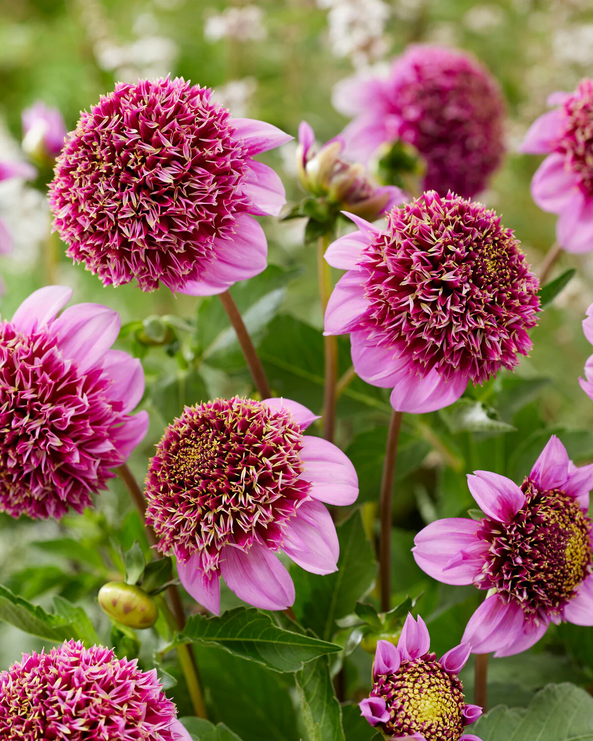 Dahlia 'Fenna Baaij' - Image 4