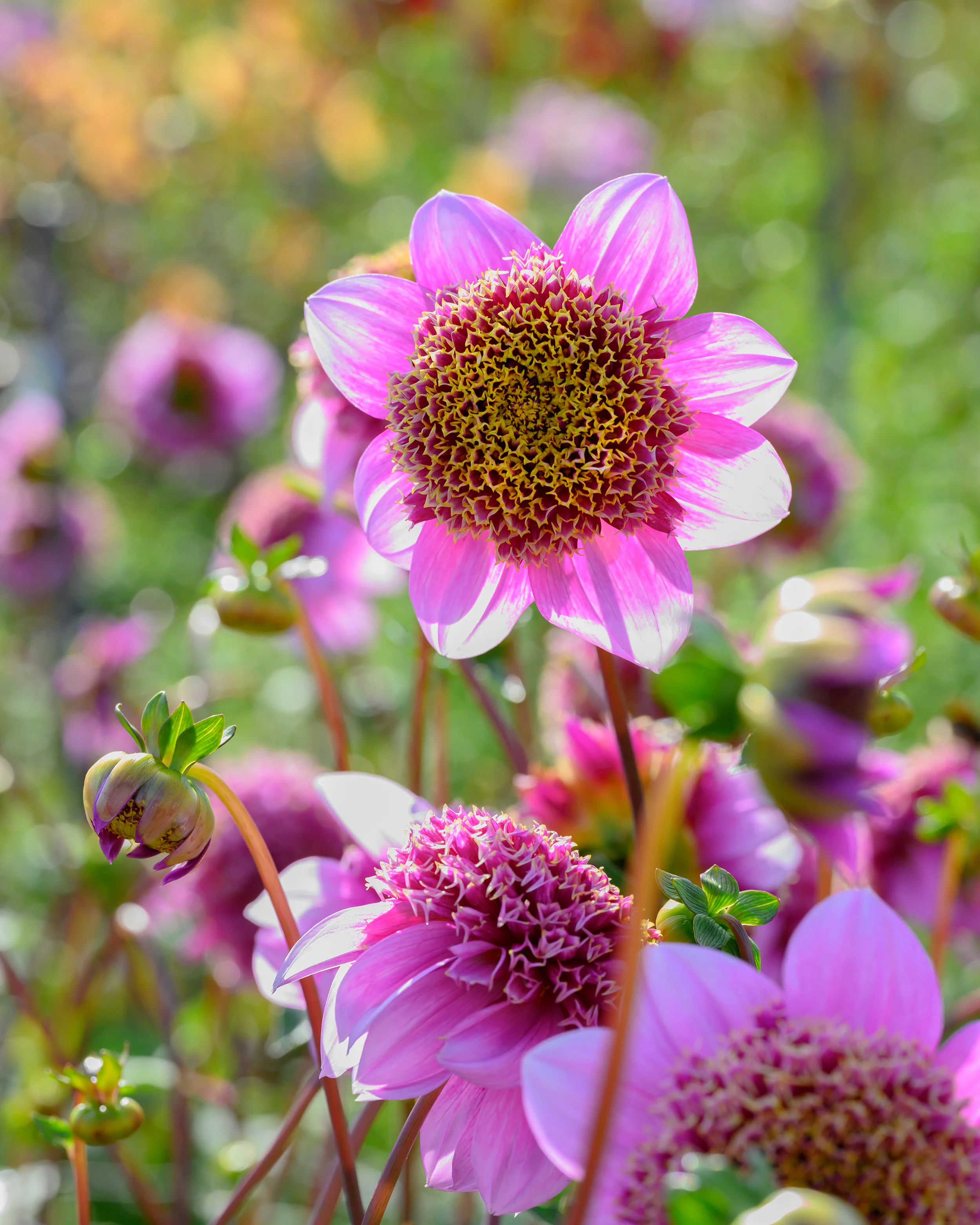 Dahlia 'Fenna Baaij' - Image 6