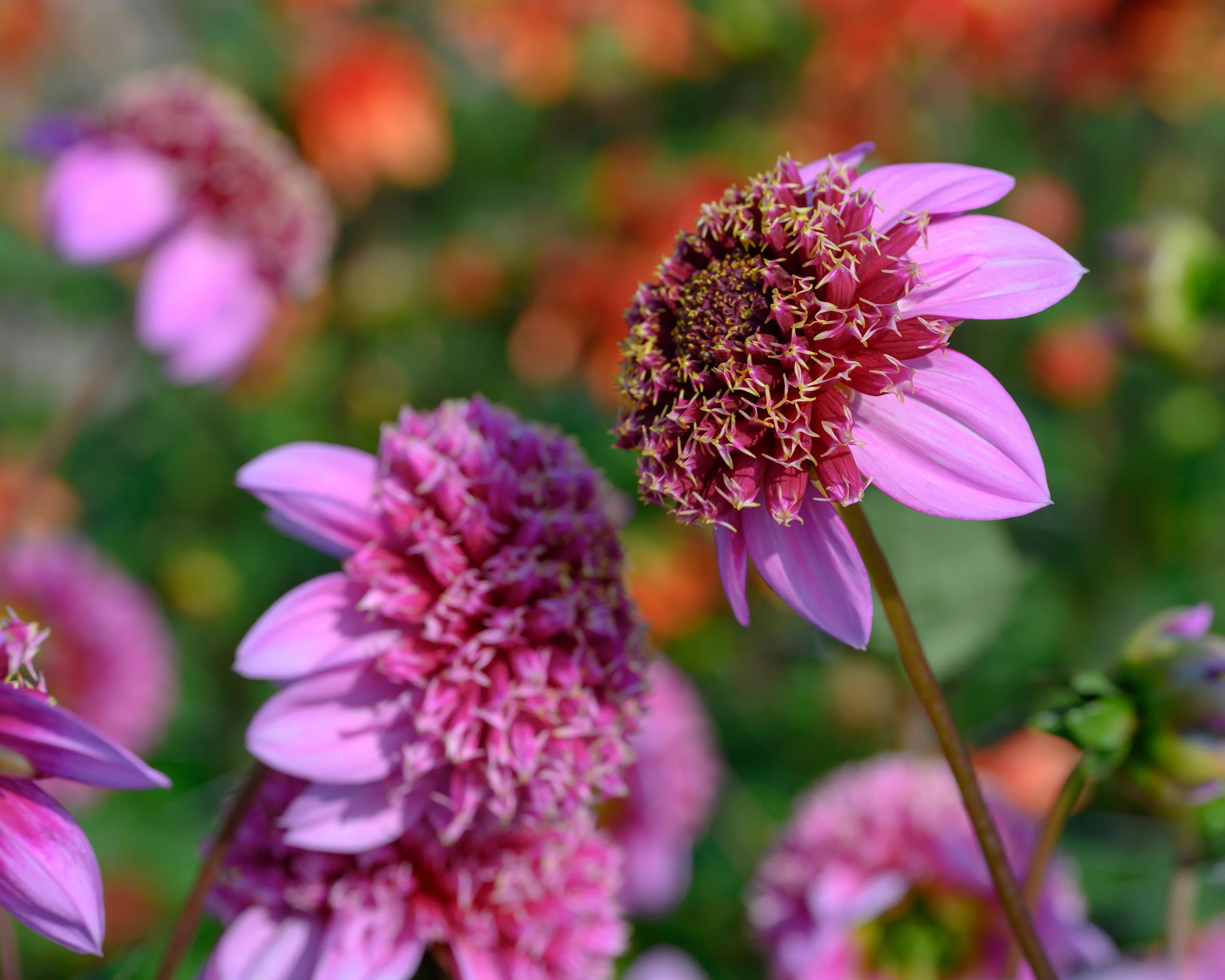 Dahlia 'Fenna Baaij' - Image 7