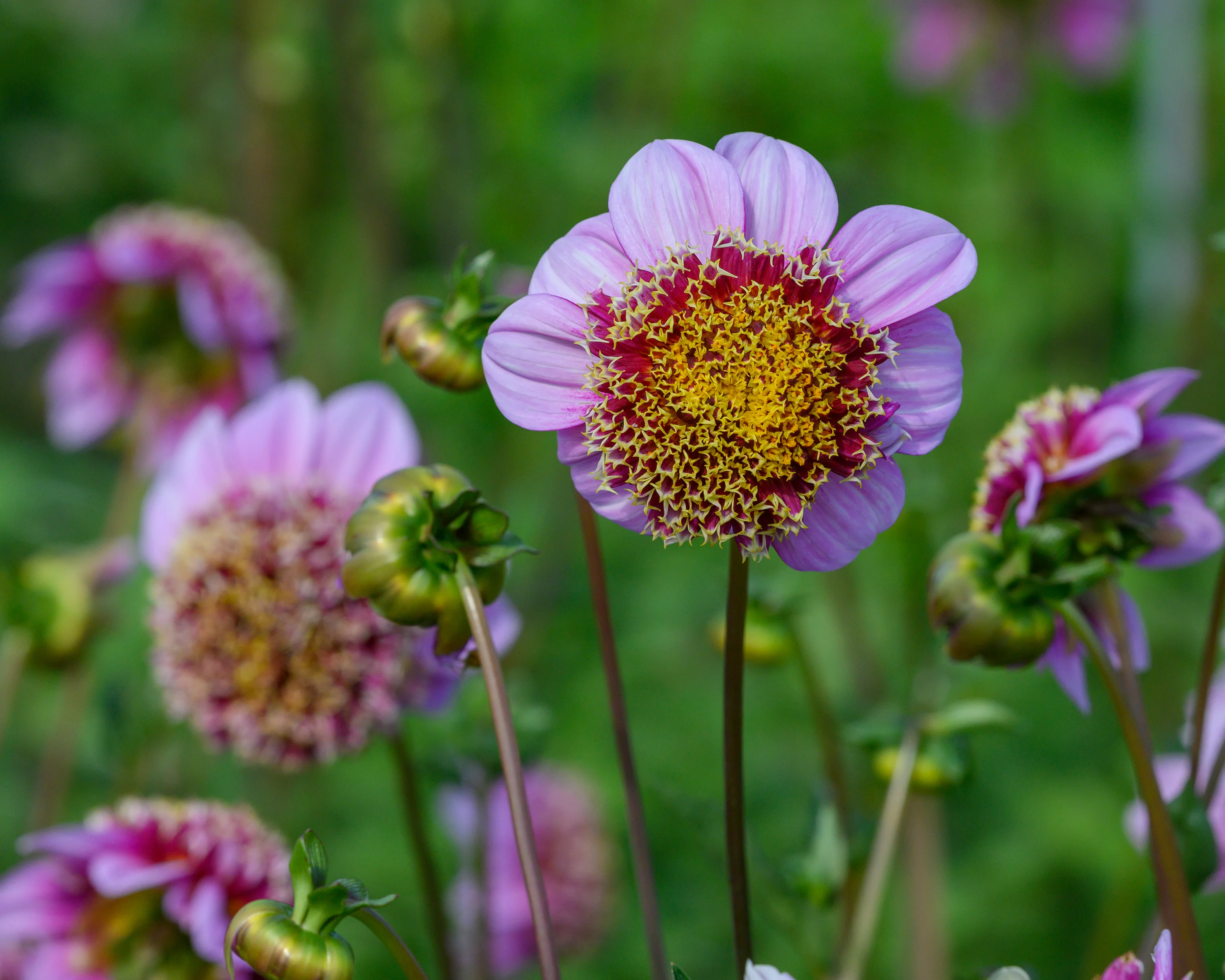 Dahlia 'Fenna Baaij' - Image 8