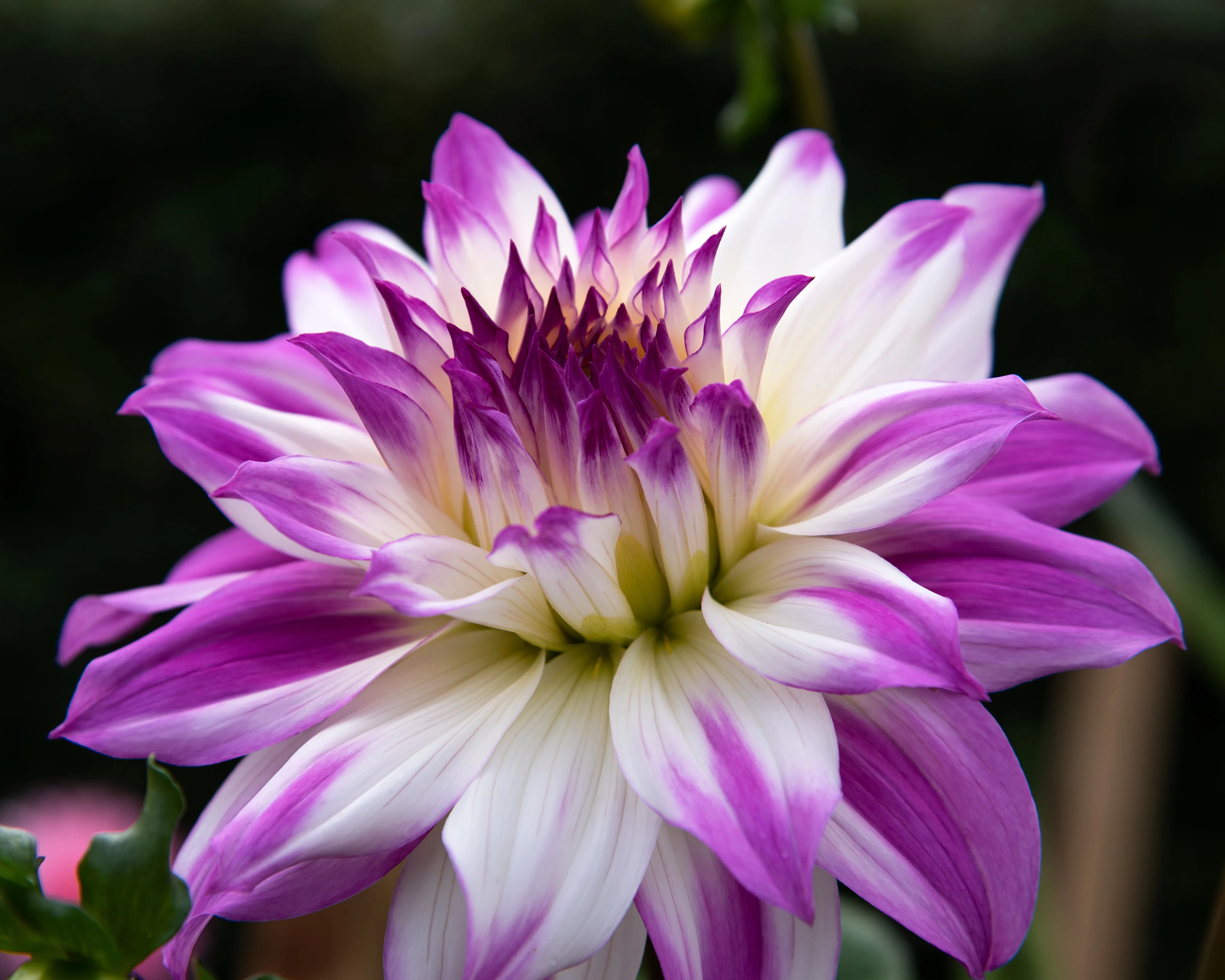 Dahlia 'Ferncliff Illusion' - Image 3
