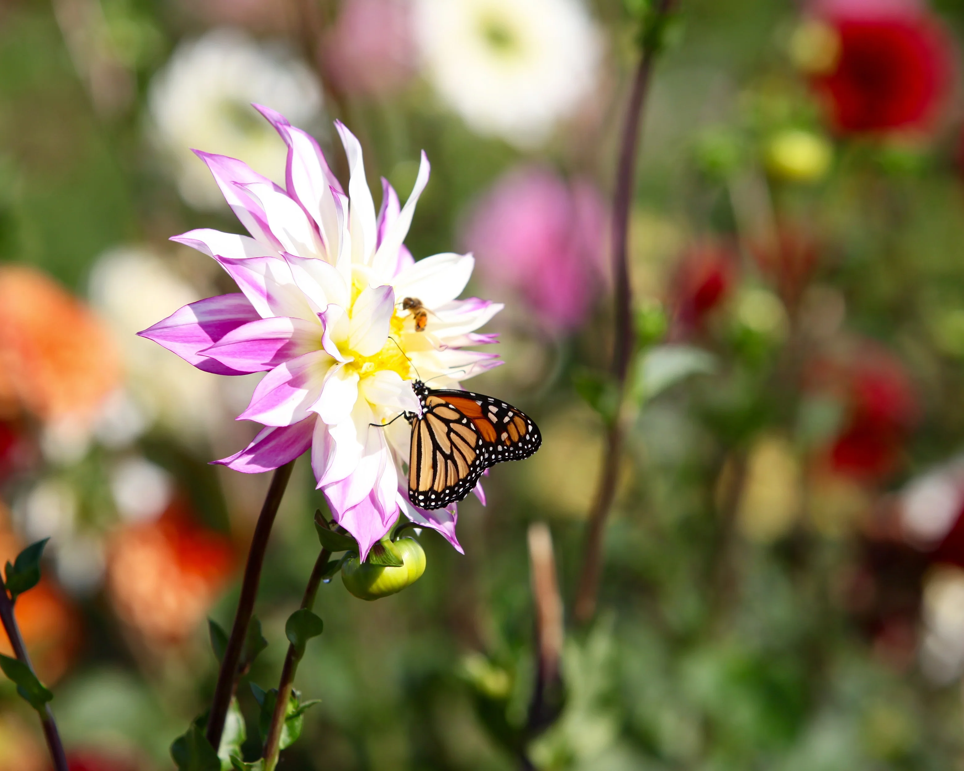 Dahlia 'Ferncliff Illusion' - Image 4