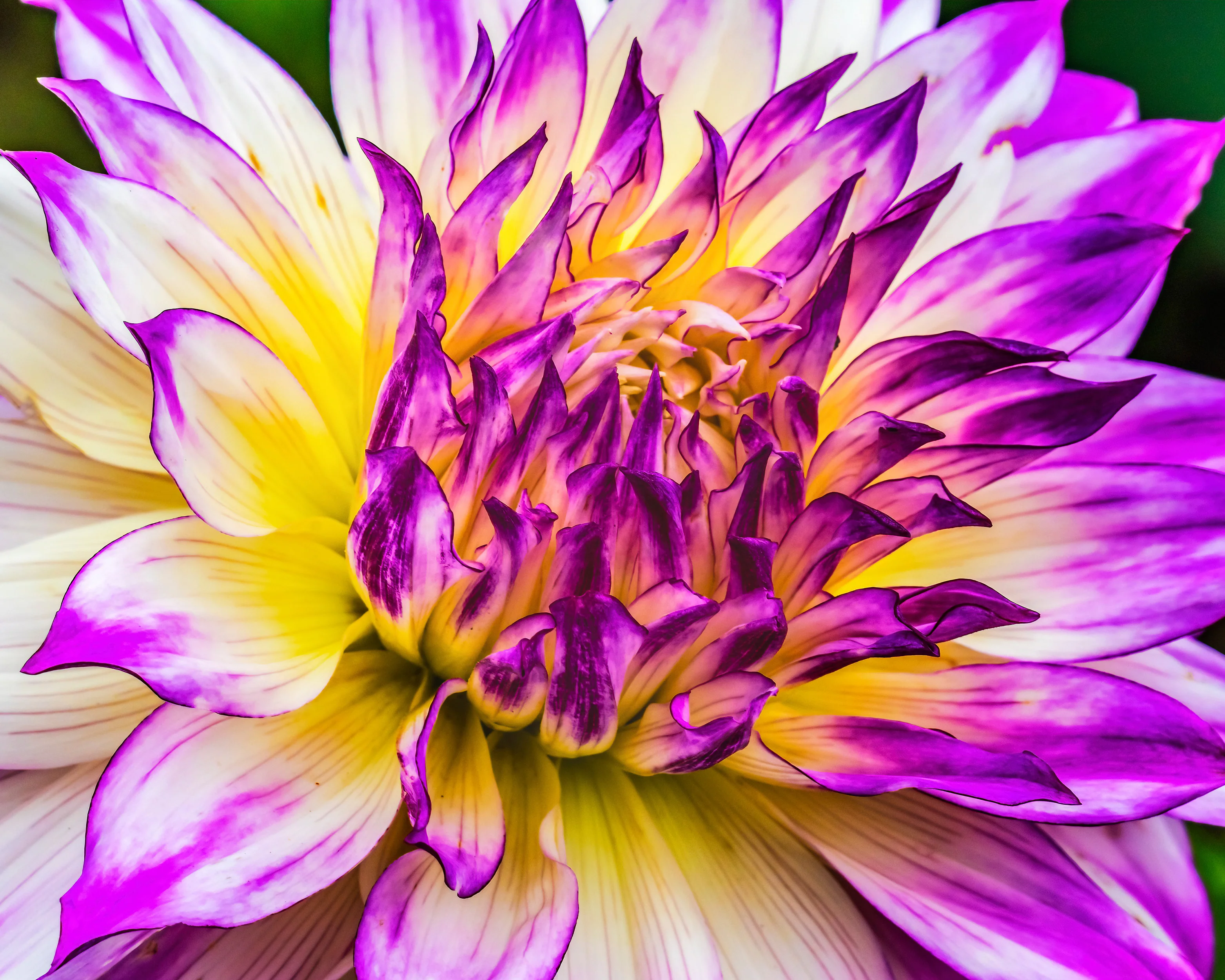 Dahlia 'Ferncliff Illusion' - Image 5
